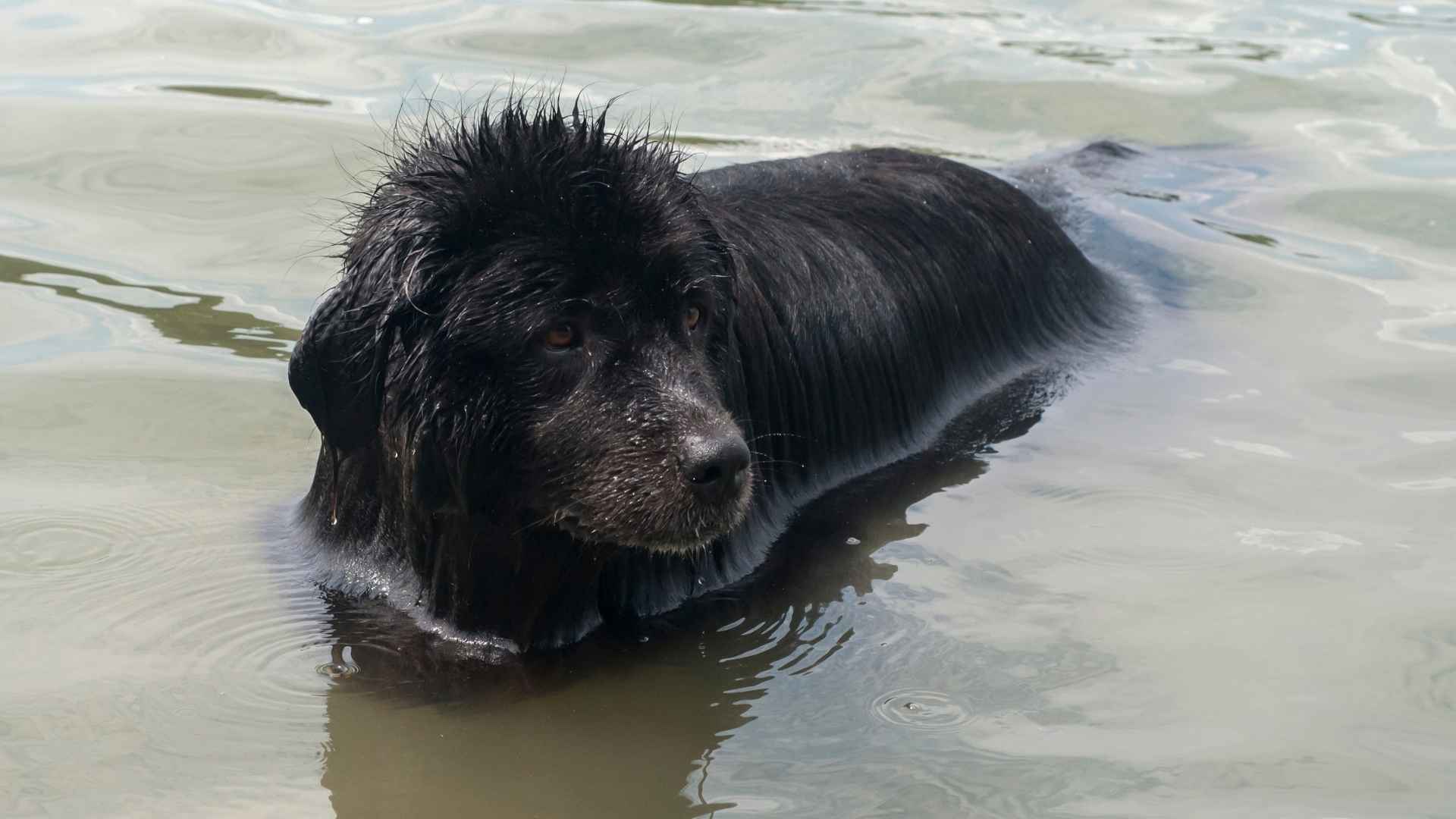 7 Flood Rescue Dog Breeds That Are On A Mission To Save Lives