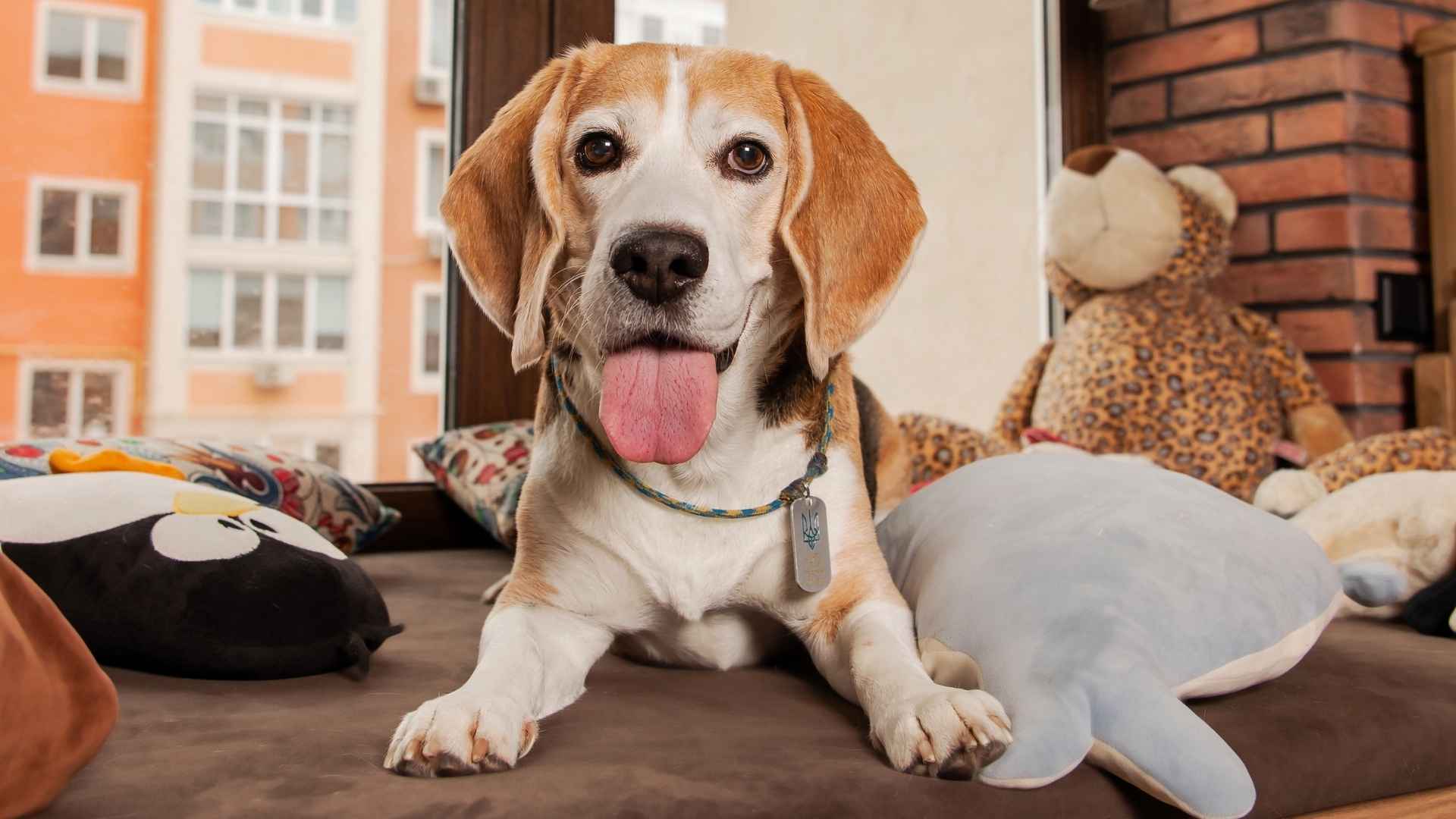 7 Friendly Low-Maintenance Dog Breeds That Are Easy to Care For
