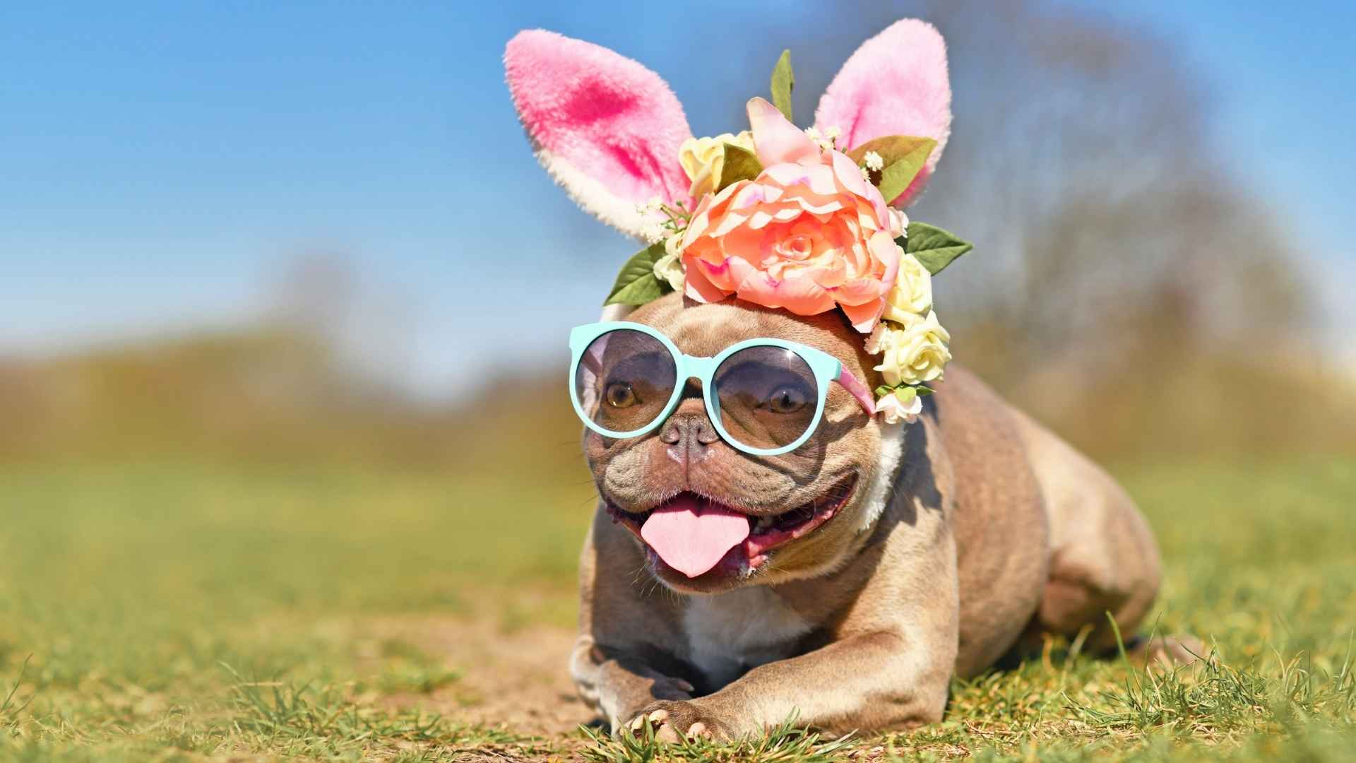 7 Funniest Dog Breeds That Would Excel At Stand-Up Comedy