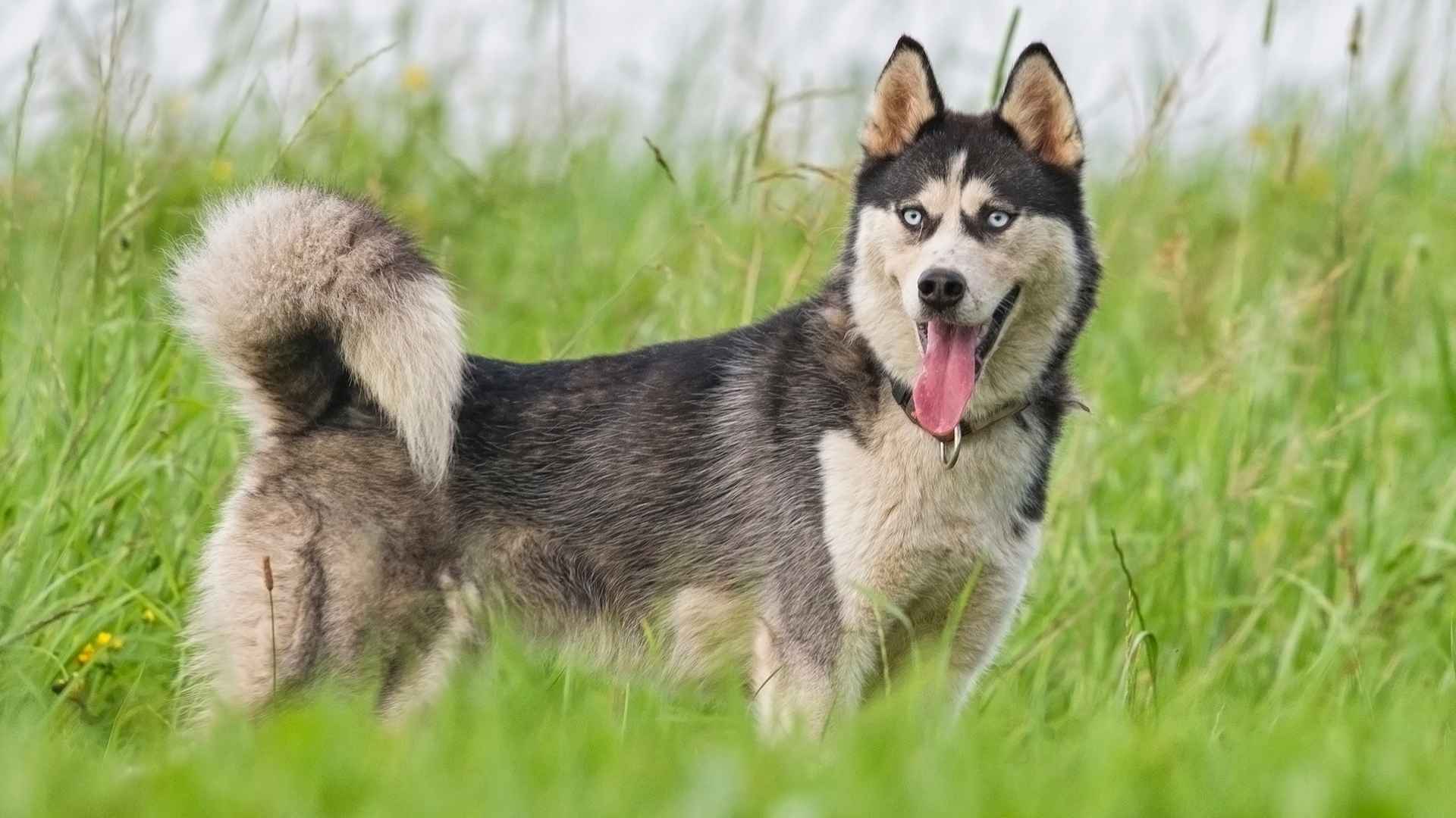 7 Genetically Resilient Dog Breeds with Fewer Health Issues