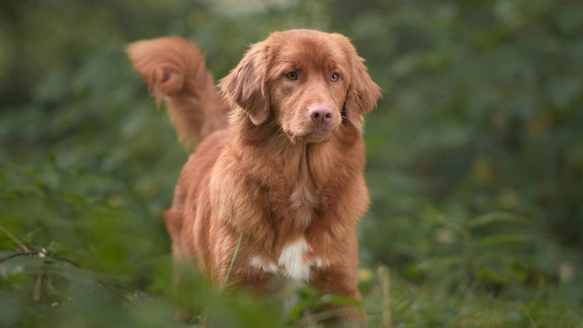 7 Golden Colored Dog Breeds That Will Melt Your Heart
