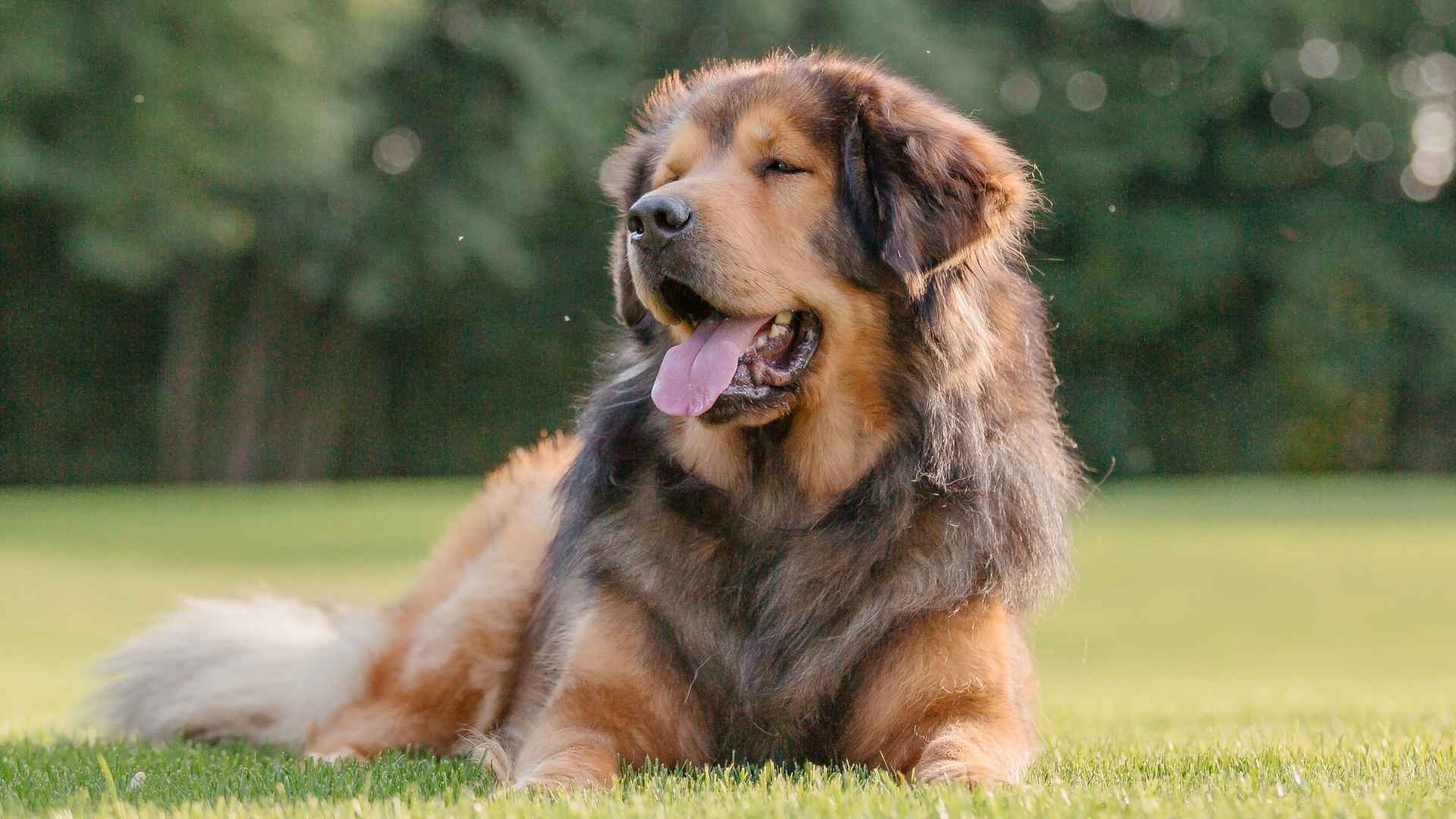 7 Gorgeous Dog Breeds with Lion-Like Manes