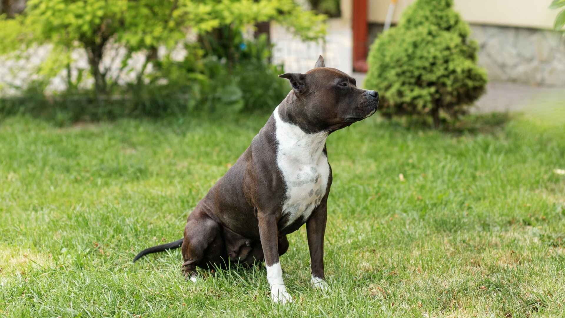 7 Guard Dog Breeds For Small Homes That Are Fierce and Faithful