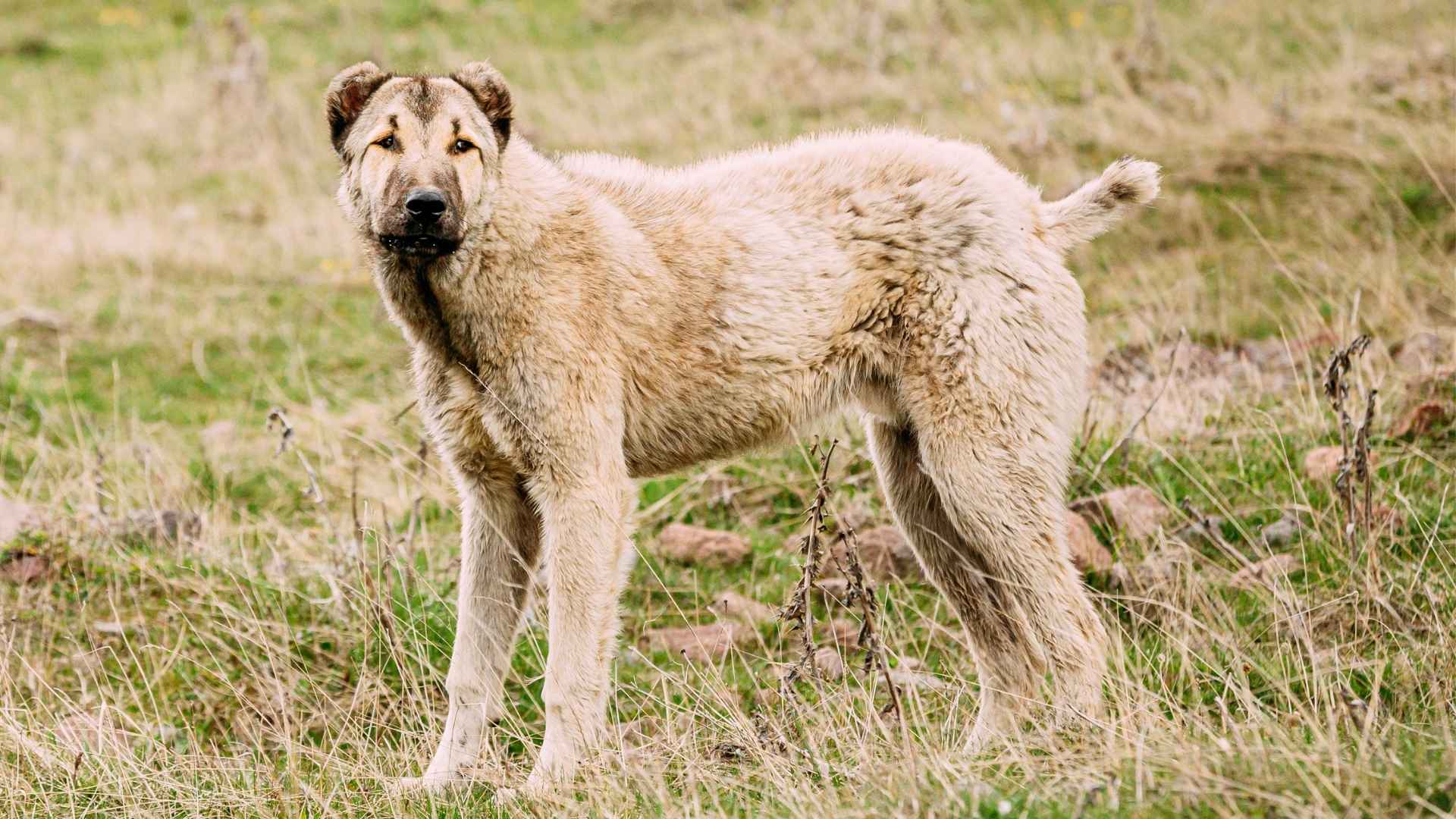 7 Guard Dog Breeds for Farm Protection: Ensuring Safety and Security