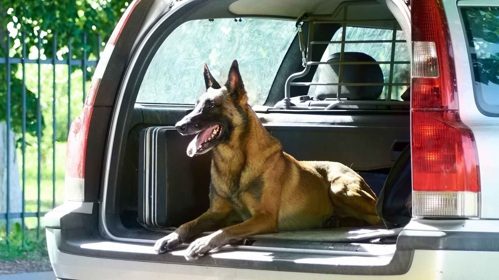 7 Guard Dog Breeds for Protecting Against Vehicle Theft