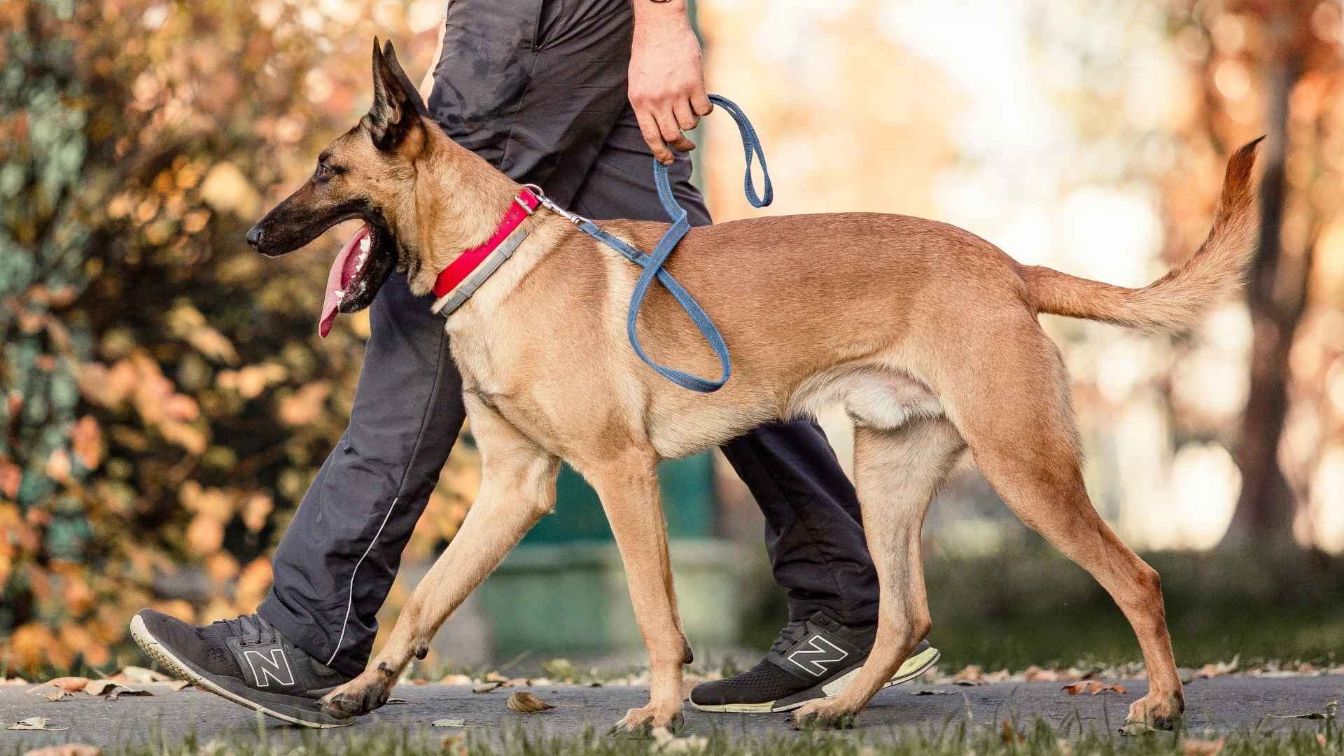 7 Guard Dog Breeds to Protect Against Jogging Threats