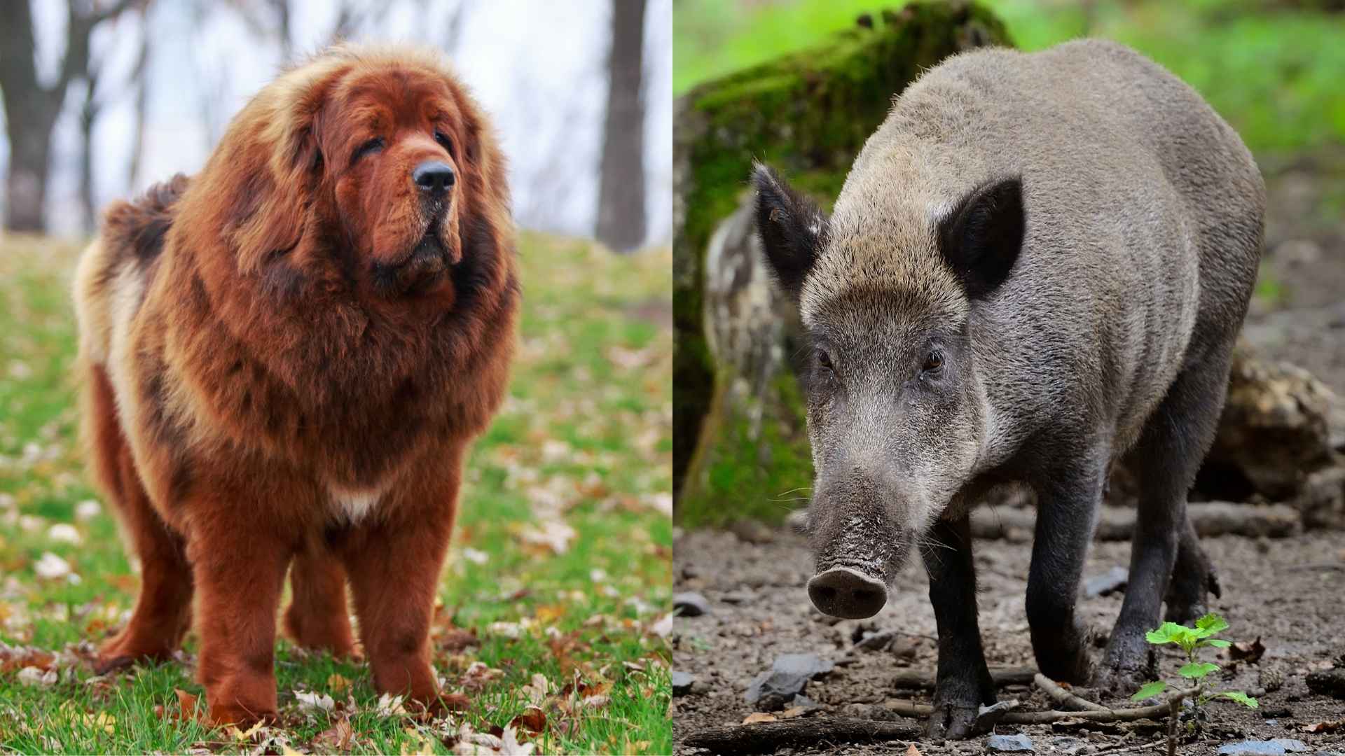 7 Guard Dogs To Protect Against Feral Pigs on Farms and Properties
