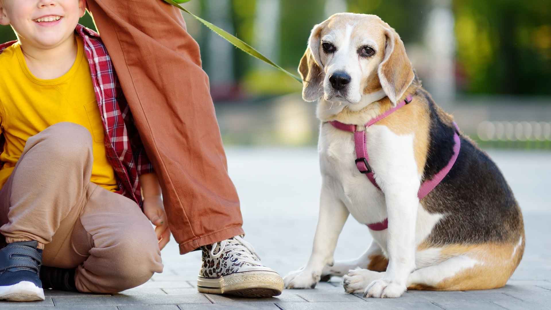 7 Healthiest Dog Breeds For Families With Kids: Safe & Happy Choices