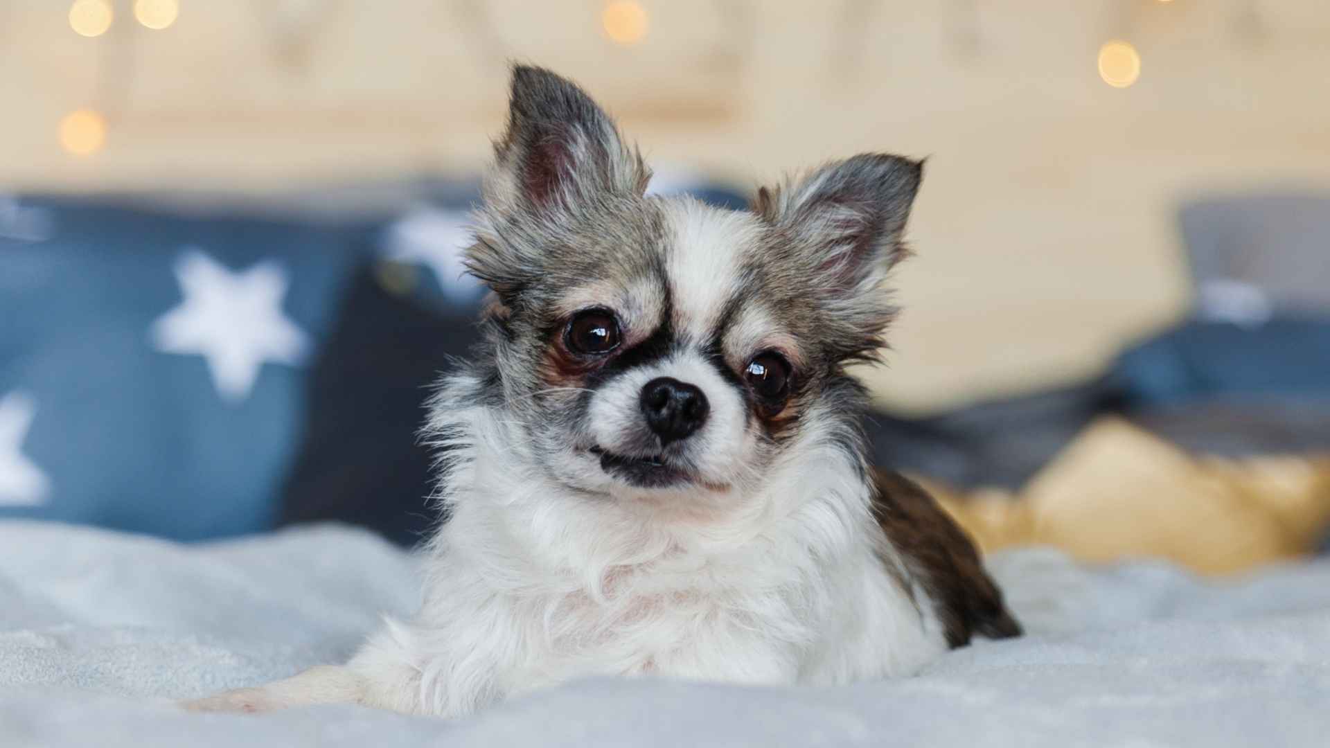 7 Healthy Dog Breeds For Apartments That Fit Your Space