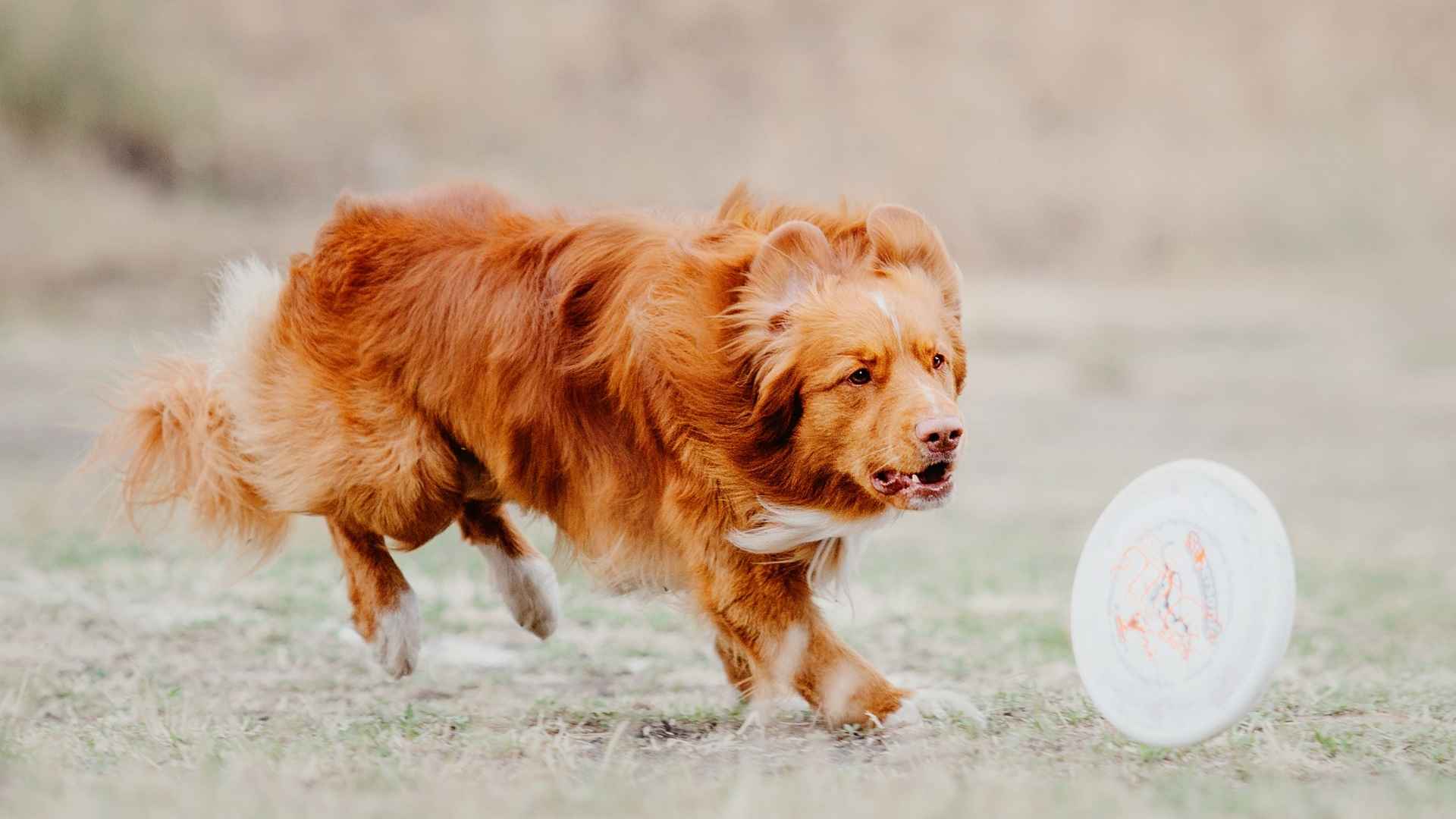 7 High-Energy Sporting Dog Breeds That Never Say No to Playtime