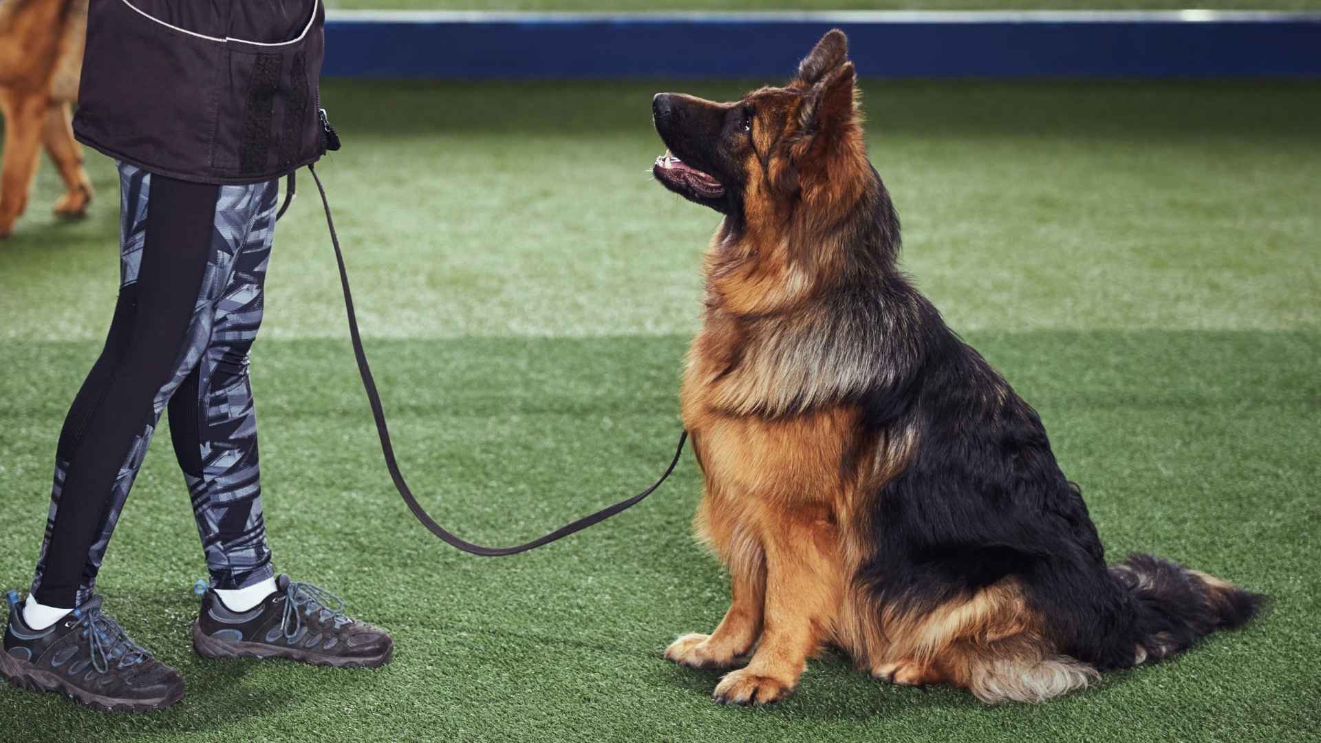7 High-Focus Large Dog Breeds with Sharp Minds and Intense Drive