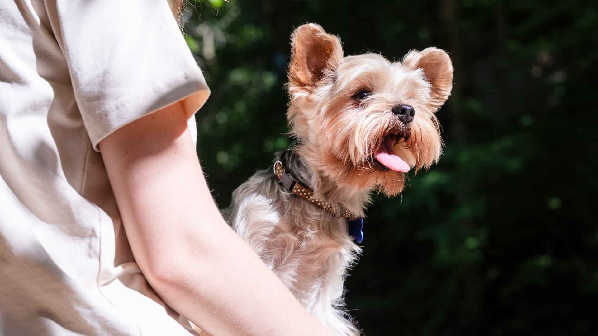 7 Highest Barking Dog Breeds That Just Can’t Keep It Down