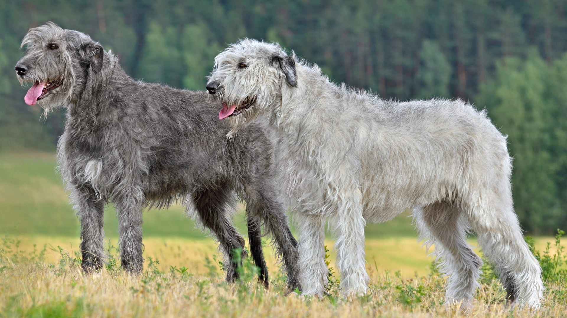 7 Hunting Giant Dog Breeds That Excel in Tracking and Guarding