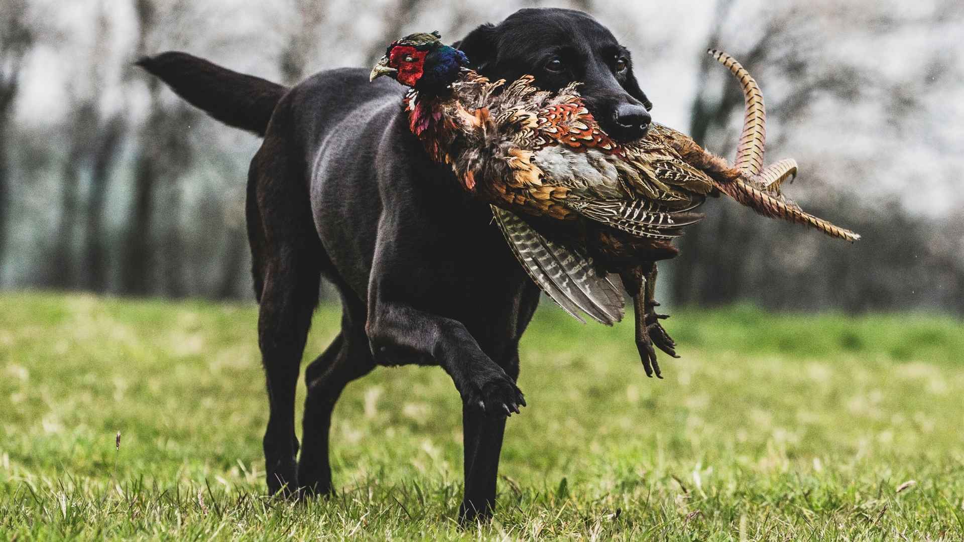 7 Hunting Large Dog Breeds for Tracking, Retrieving, and Guarding