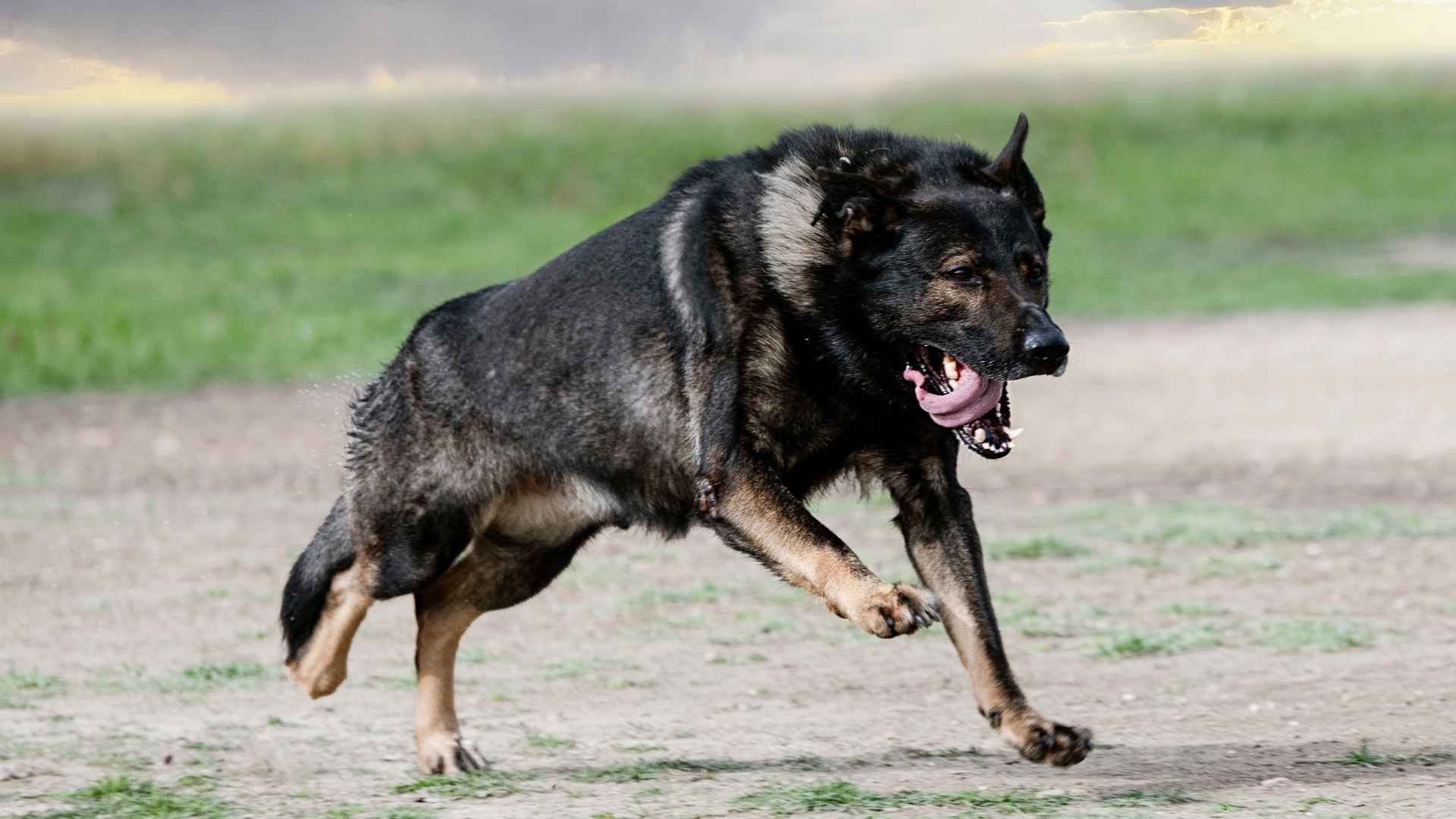 7 Hyperactive Guard Dog Breeds: The Fierce Protectors