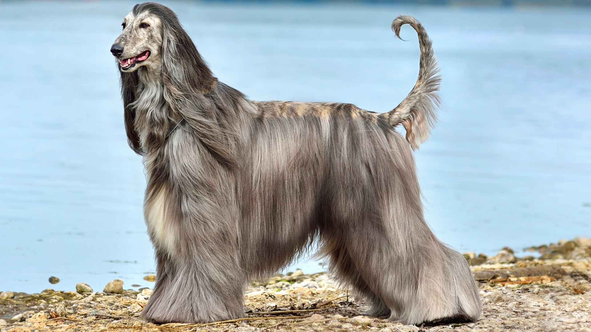 7 Hypoallergenic Large Dog Breeds for Allergy-Sensitive Owners