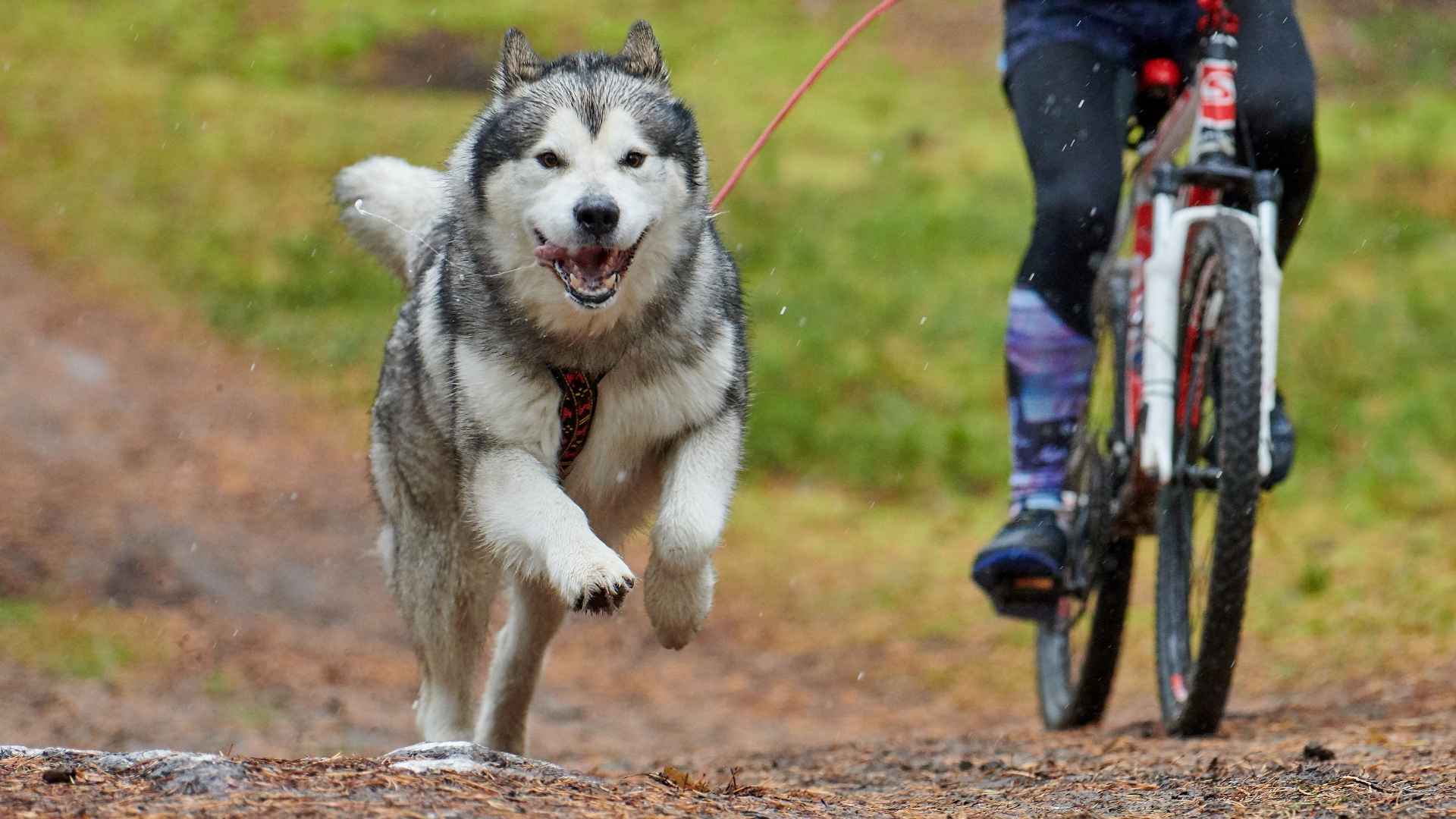 7 Ideal Dog Breeds for Mountain Bikers to Ride the Trails With You