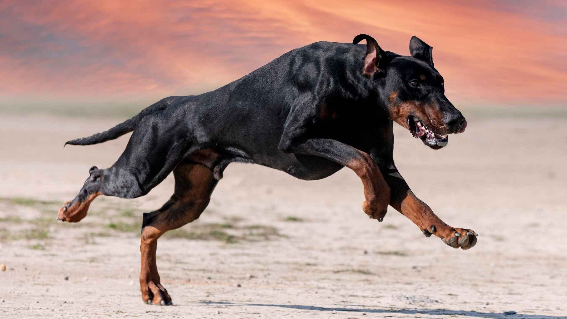 7 Incredible Muscular Large Dog Breeds for Strength and Presence