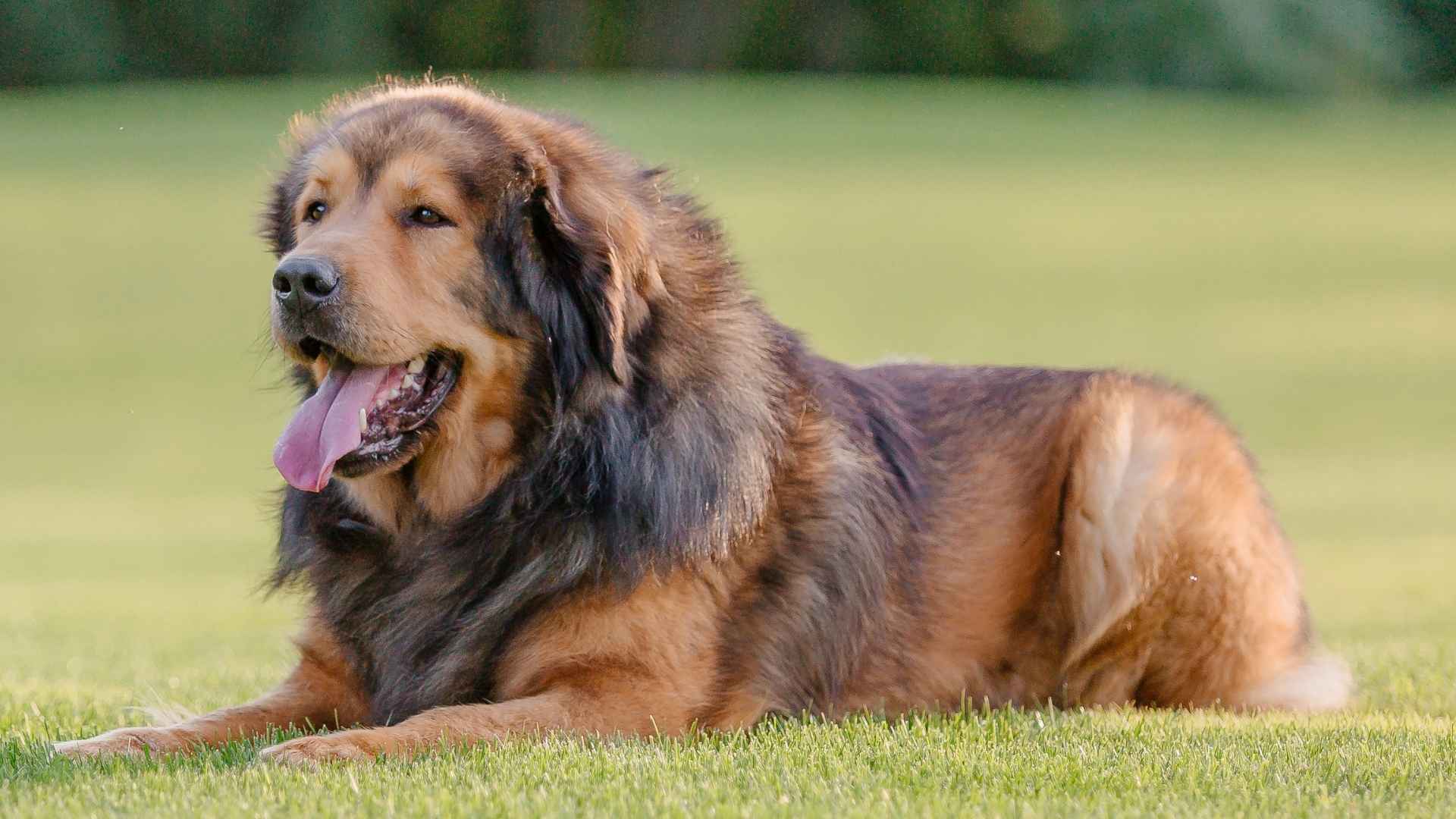 7 Independent Large Dog Breeds That Think for Themselves