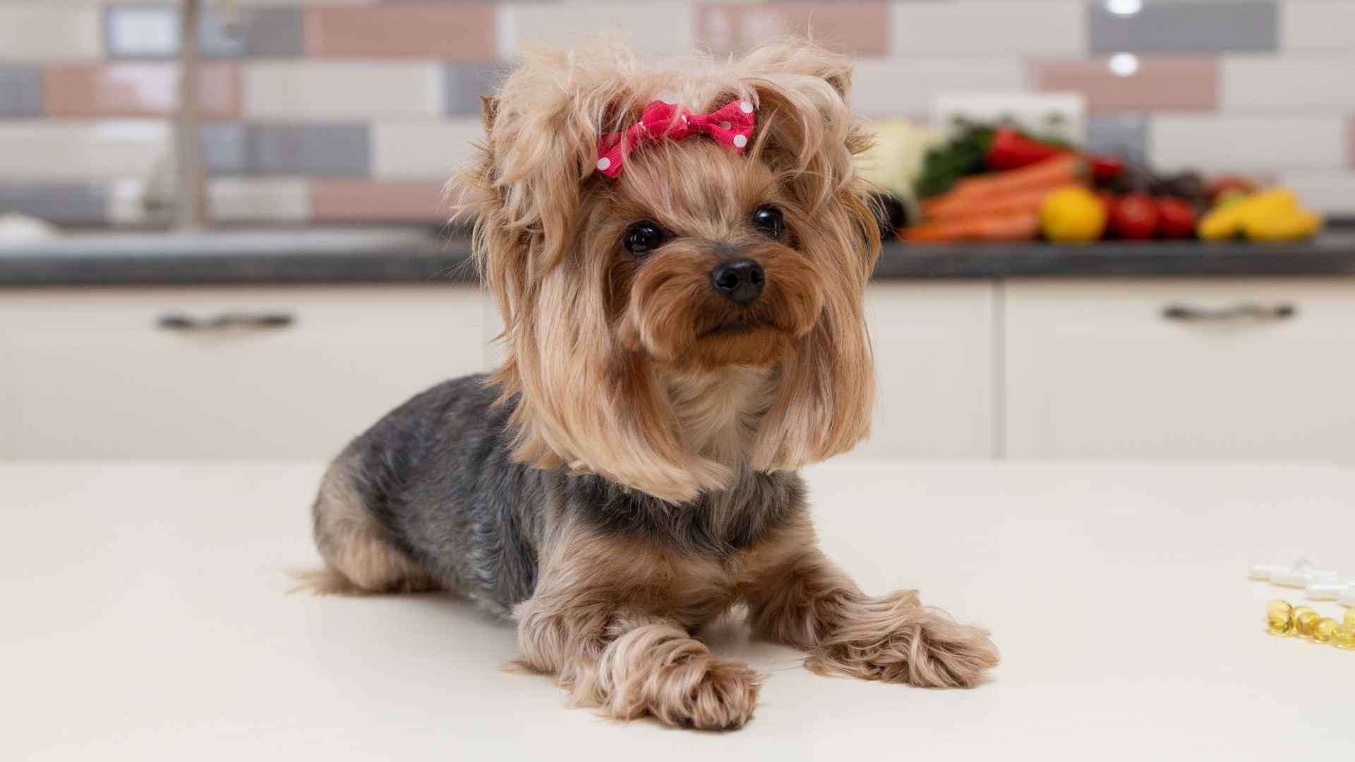 7 Inexpensive Dogs That Don't Shed: Affordable & Hypoallergenic