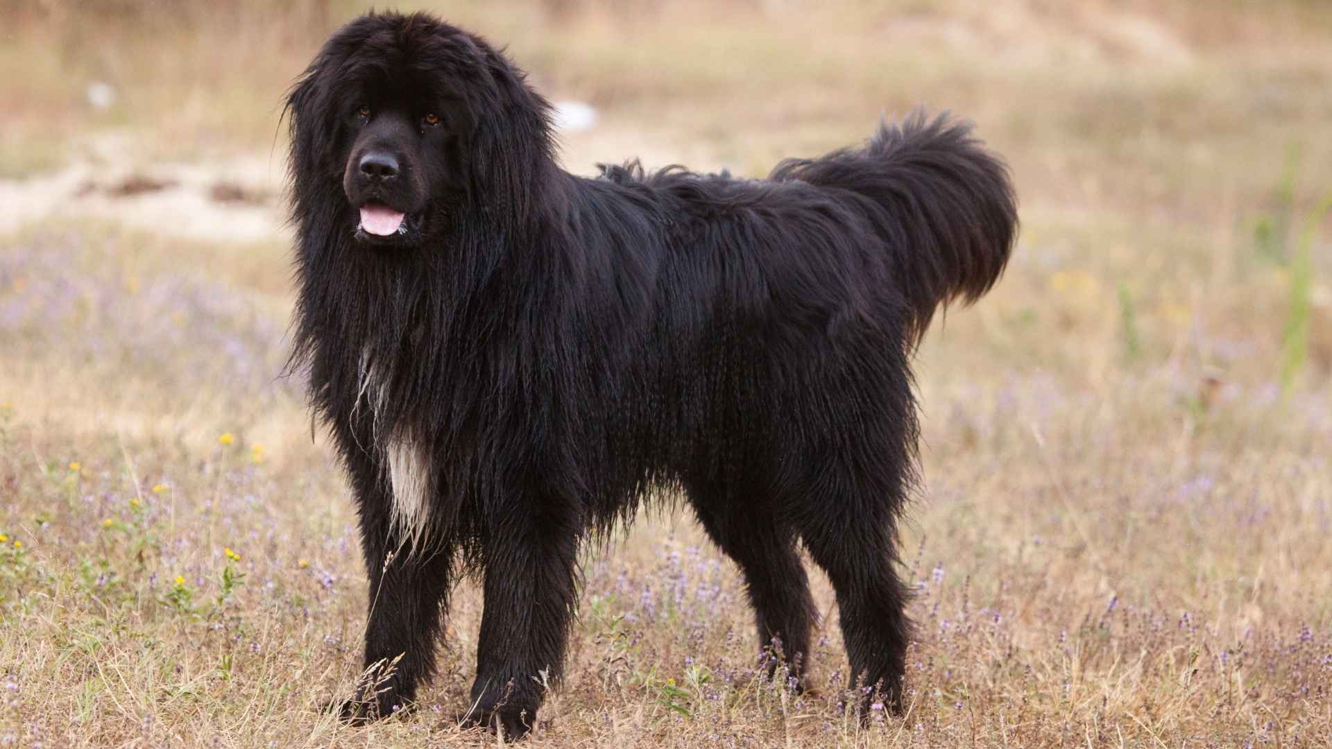 7 Large Black Fluffy Dog Breeds Who Will Melt Your Heart