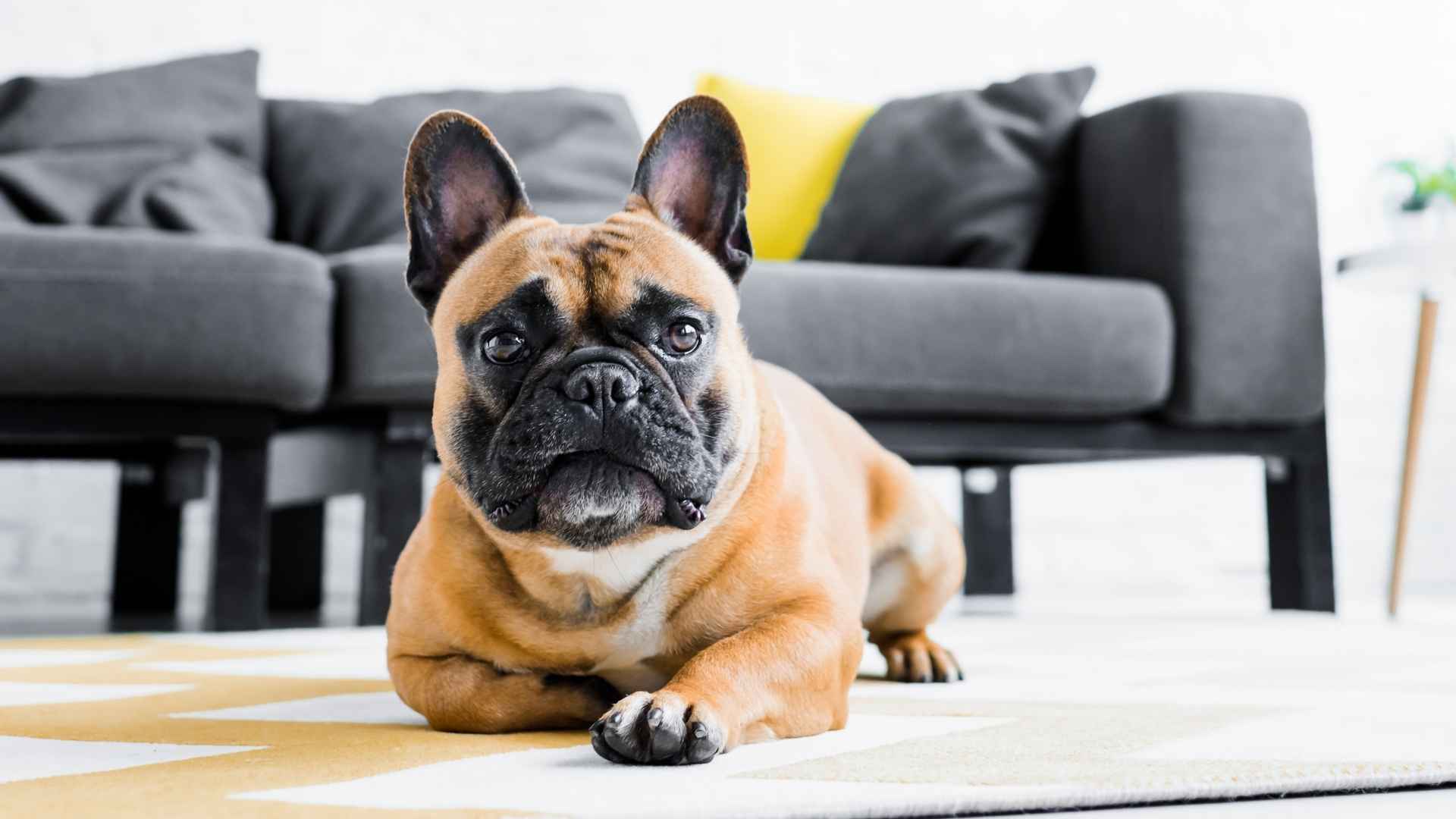 7 Least Energetic Dog Breeds for Relaxed Lifestyles