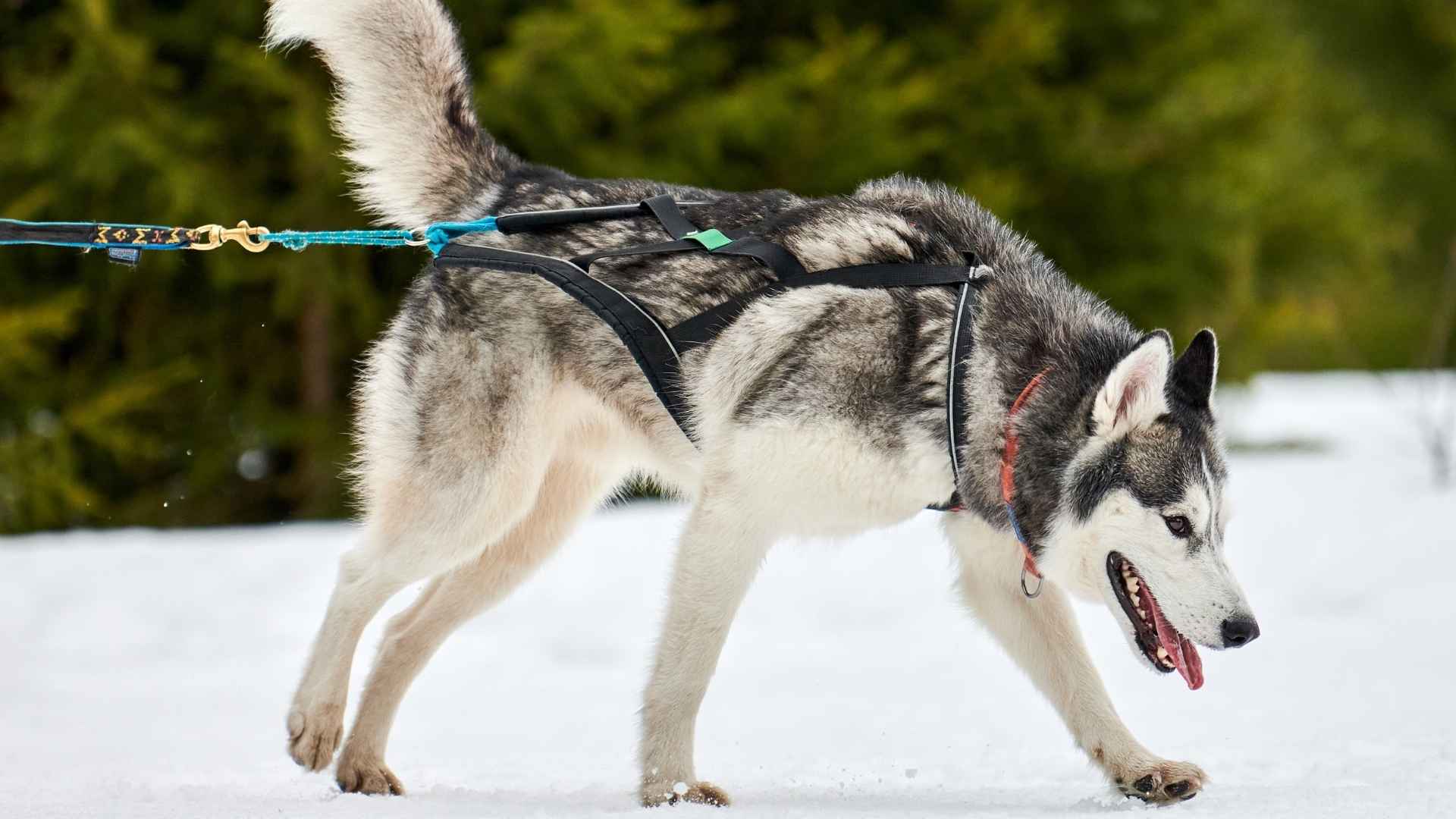 7 Least Obedient Large Dog Breeds You Should Know About