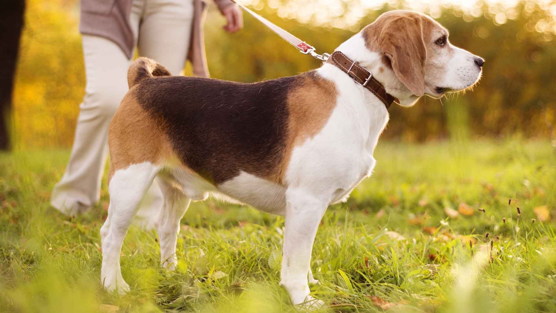7 Least Trainable Dog Breeds Known for Being Stubborn