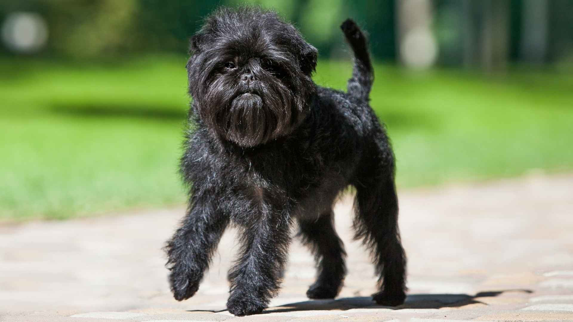 7 Lesser-Known Dog Breeds Under 25 Lbs That You'll Love