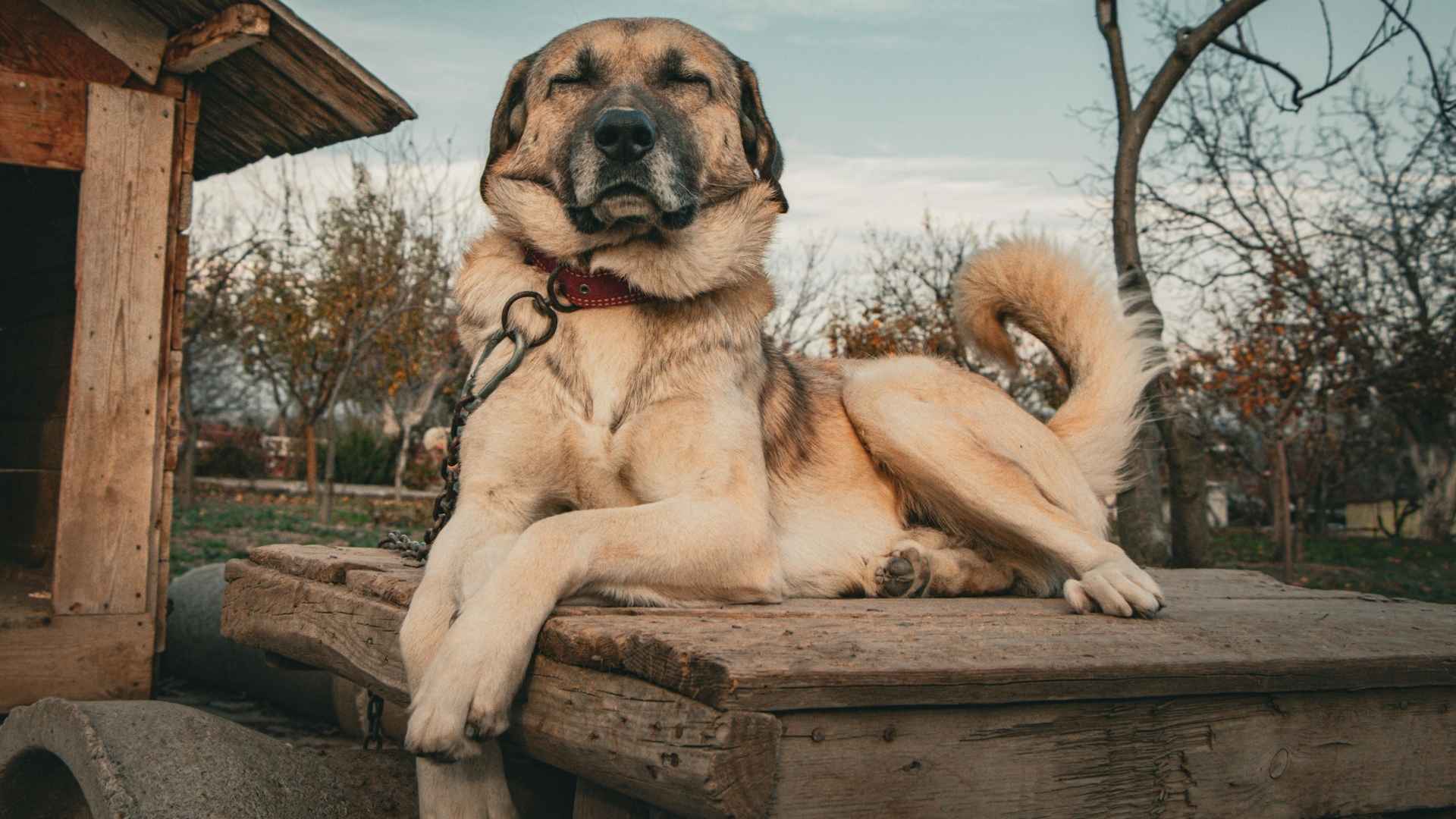 7 Lesser-Known Guard Dog Breeds That Offer Big Protection