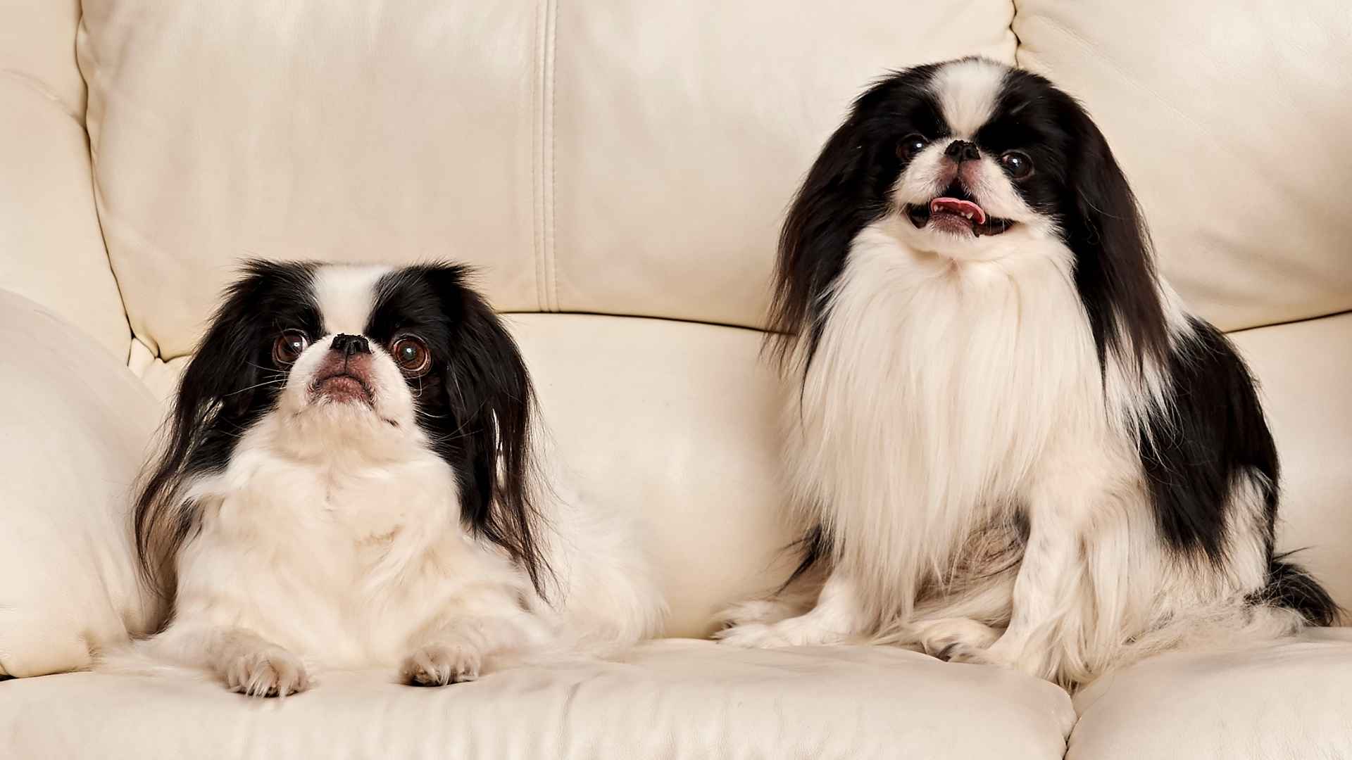 7 Little-Known Apartment-Friendly Dog Breeds Perfect for City Dwellers