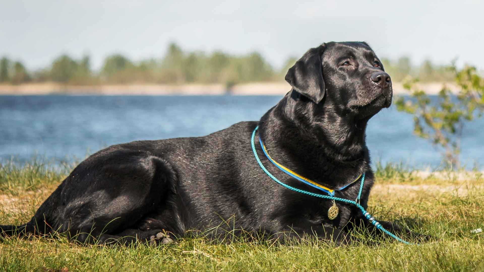 7 Long Lifespan Large Dog Breeds That Break the Lifespan Myth