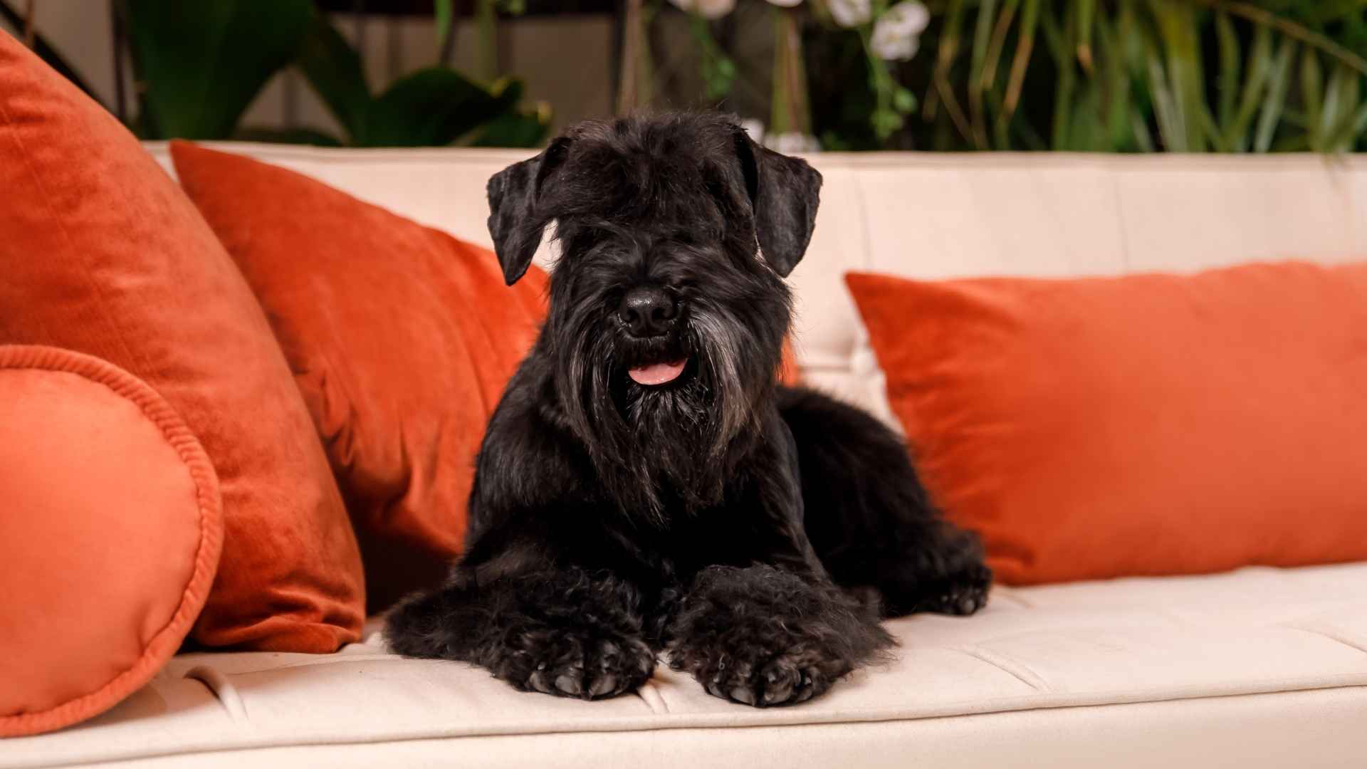 7 Low-Shedding Guard Dog Breeds That Won’t Cover Your Couch in Hair