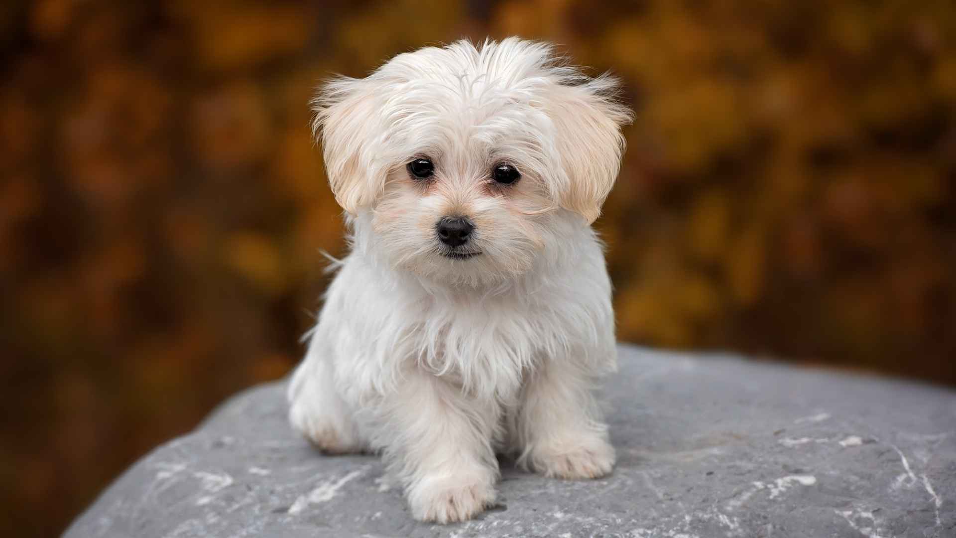 7 Mini Dog Breeds That Stay Small Forever