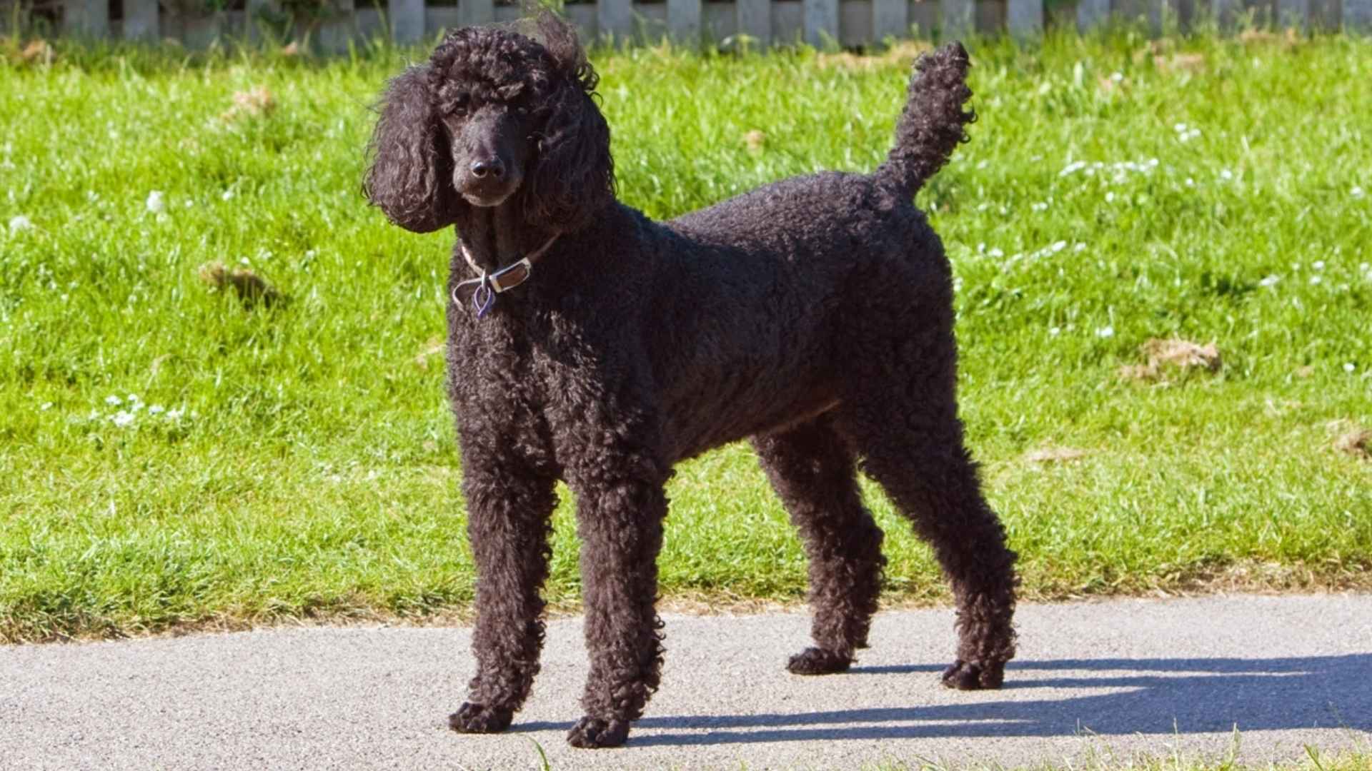 7 Most Adorable Black Dog Breeds with Floppy Ears