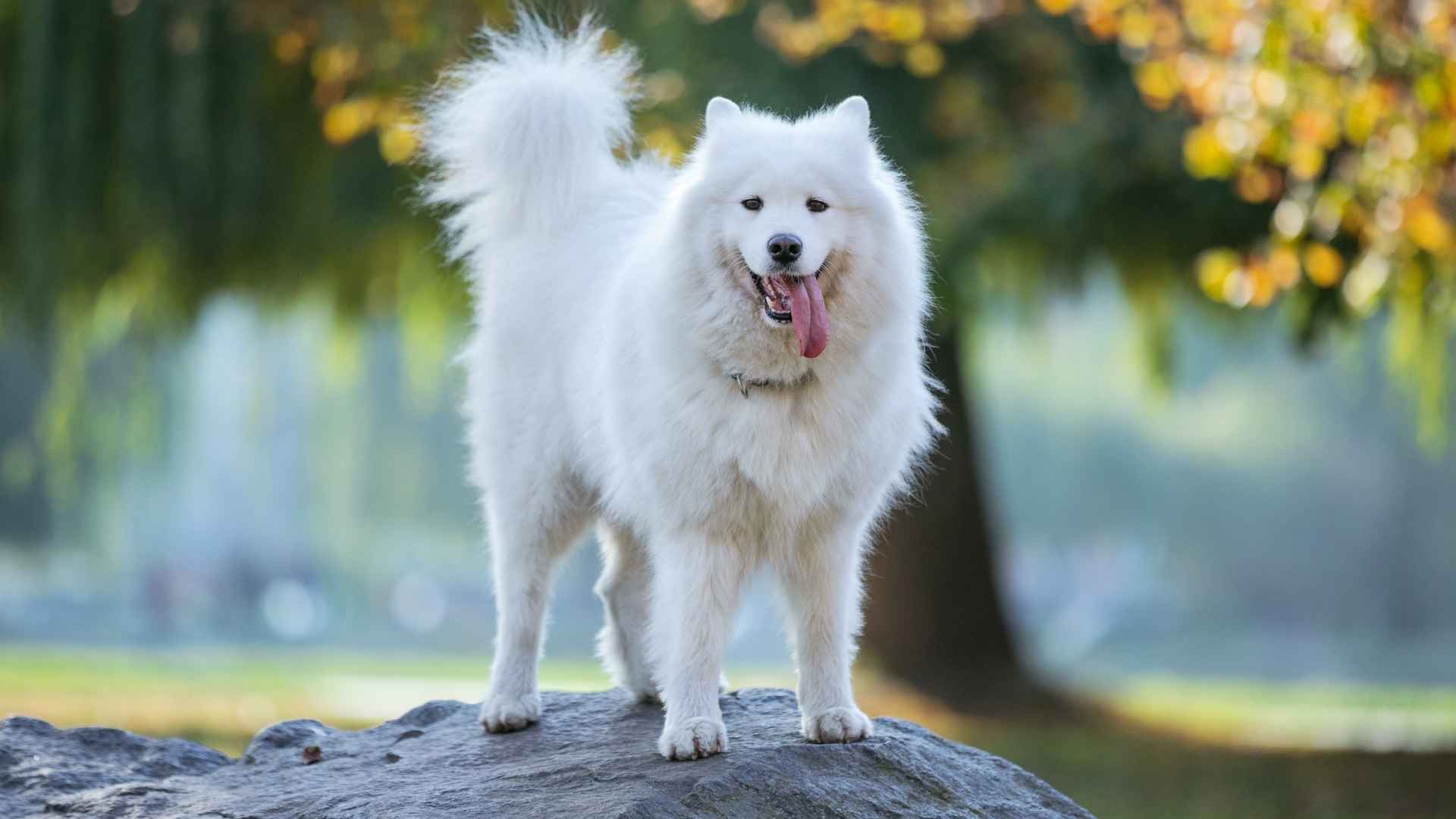 7 Most Adorable Dog Breeds With The Fluffiest Tails