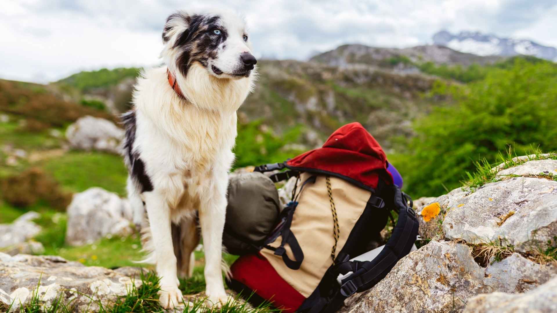 7 Most Adventurous Dog Breeds On The Planet: Wild at Heart