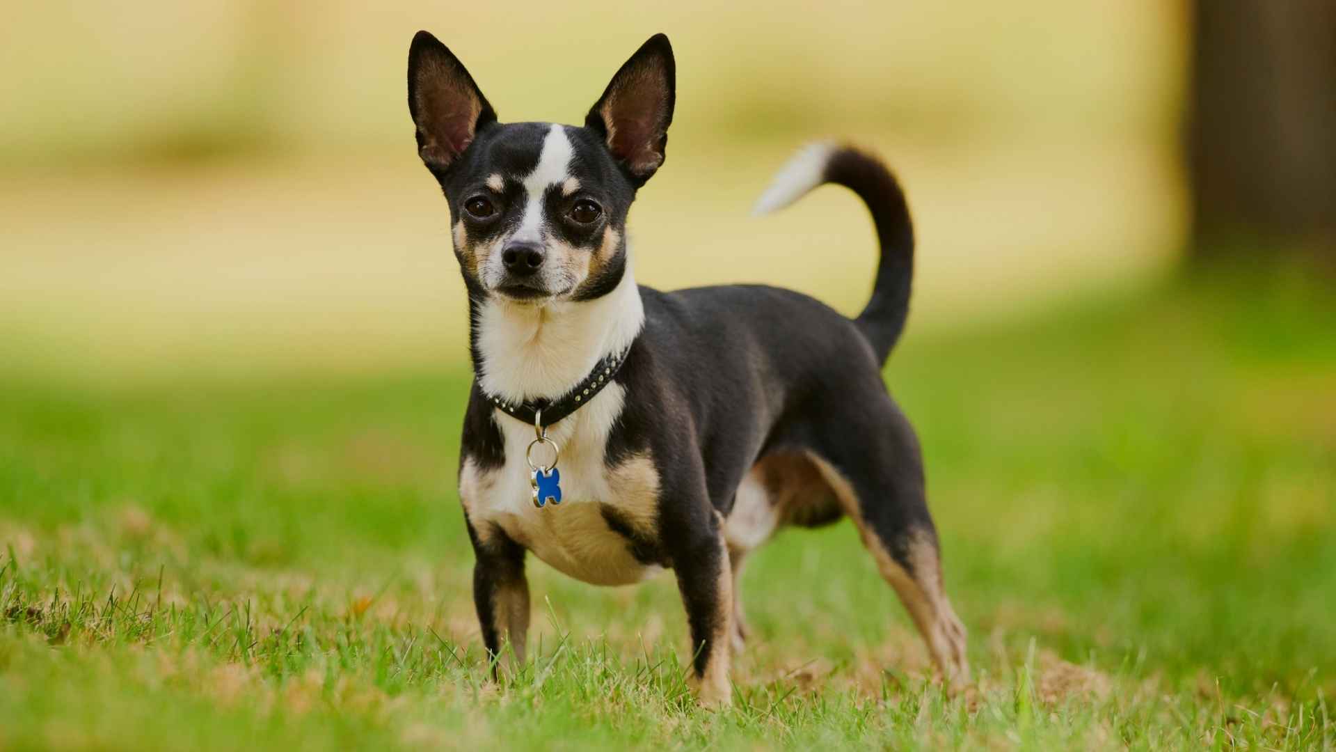 7 Most Affordable Guard Dog Breeds That Won’t Break the Bank