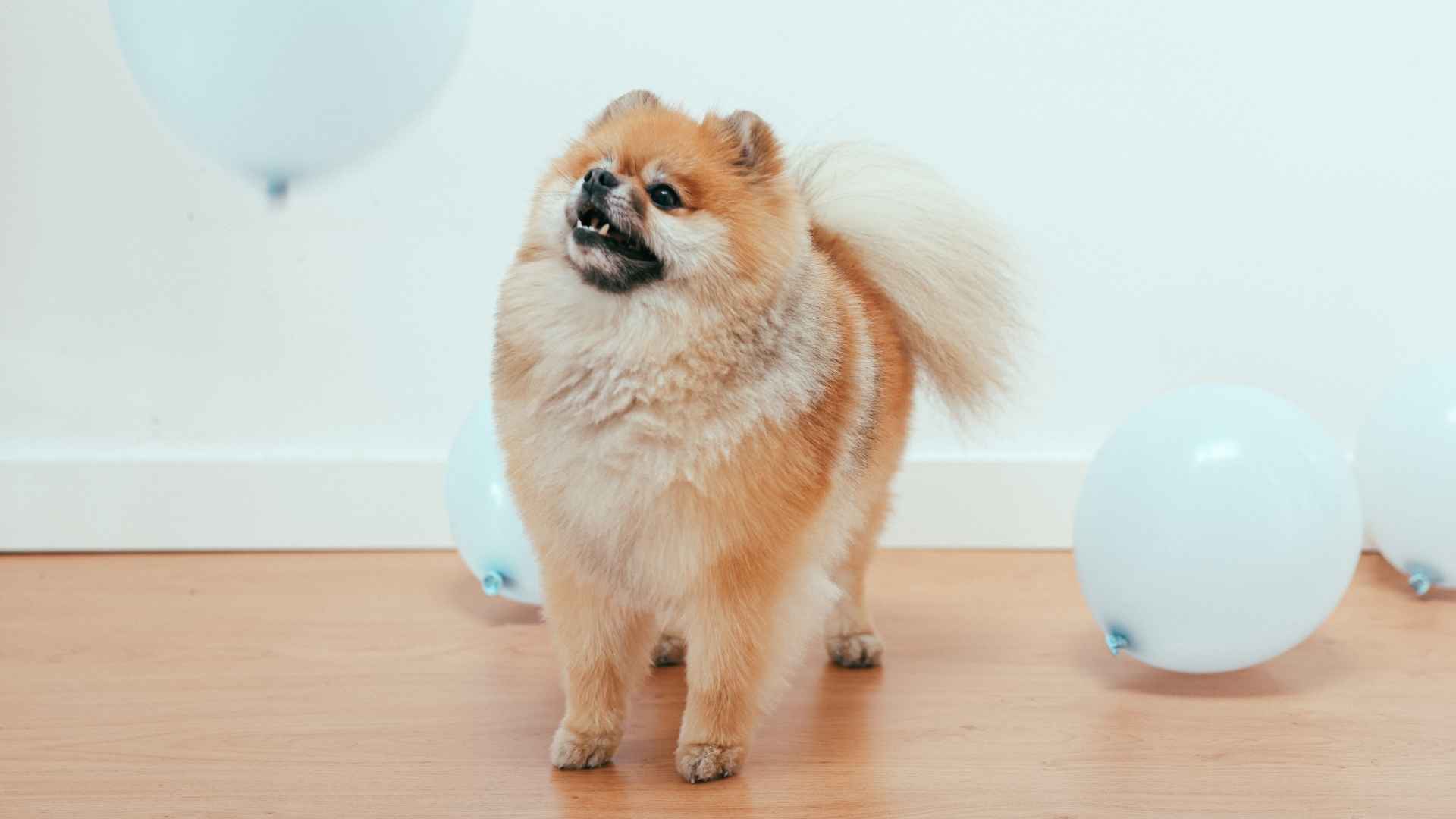7 Most Alert Dog Breeds Always Ready to Face Danger