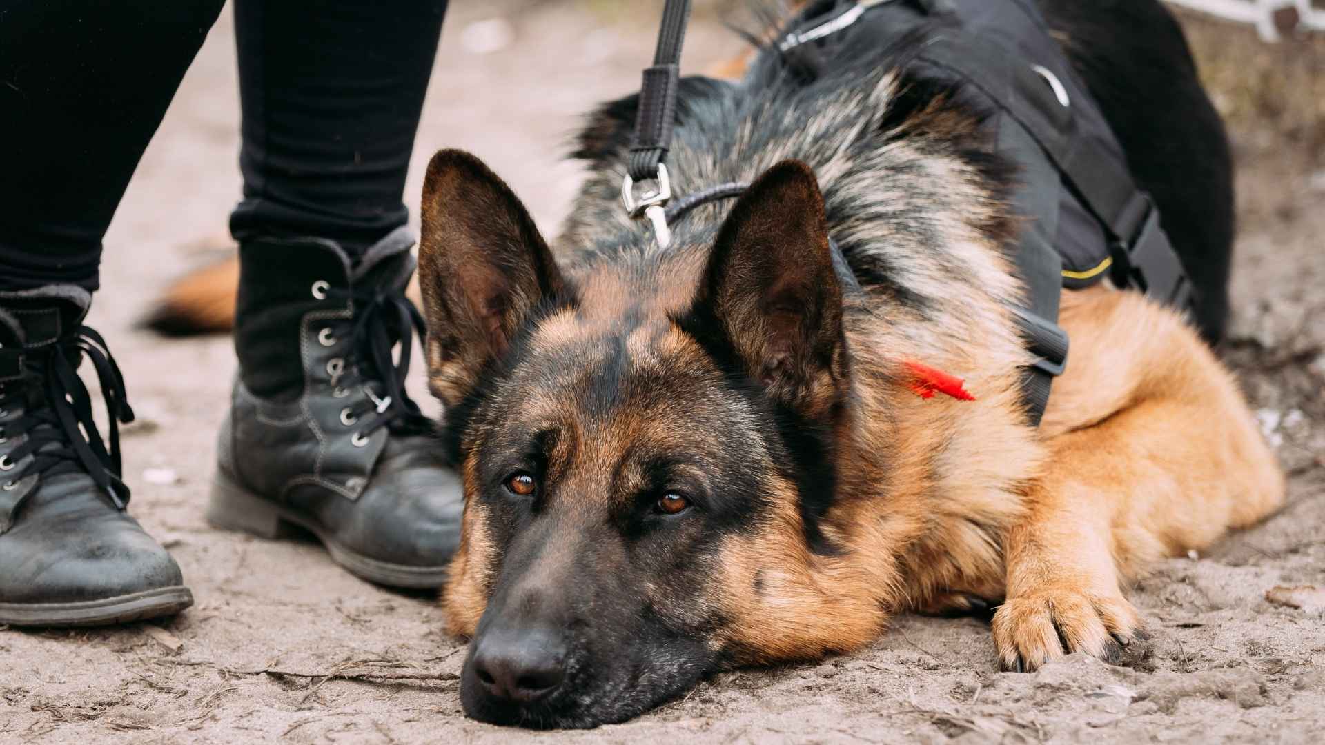 7 Most Anxiety-Ridden Dog Breeds and How to Help Them