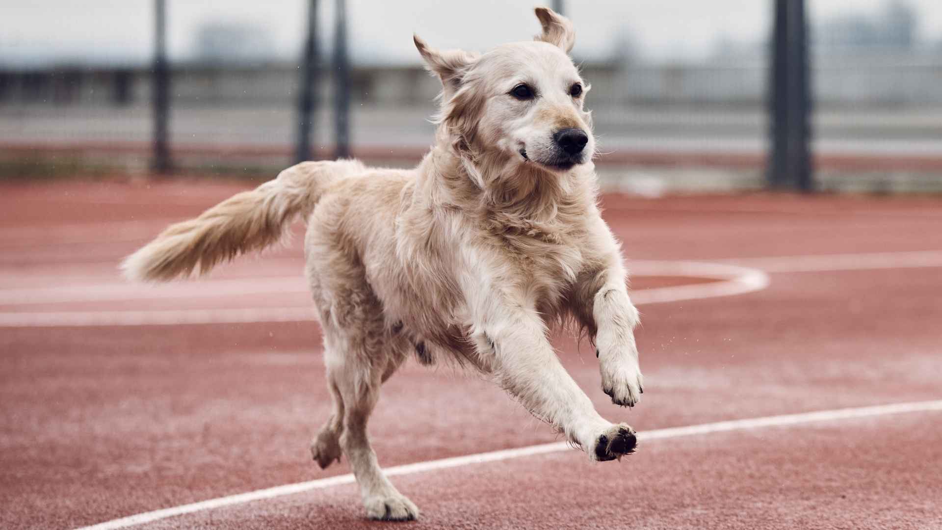 7 Most Athletic Dog Breeds for Outdoor Adventures