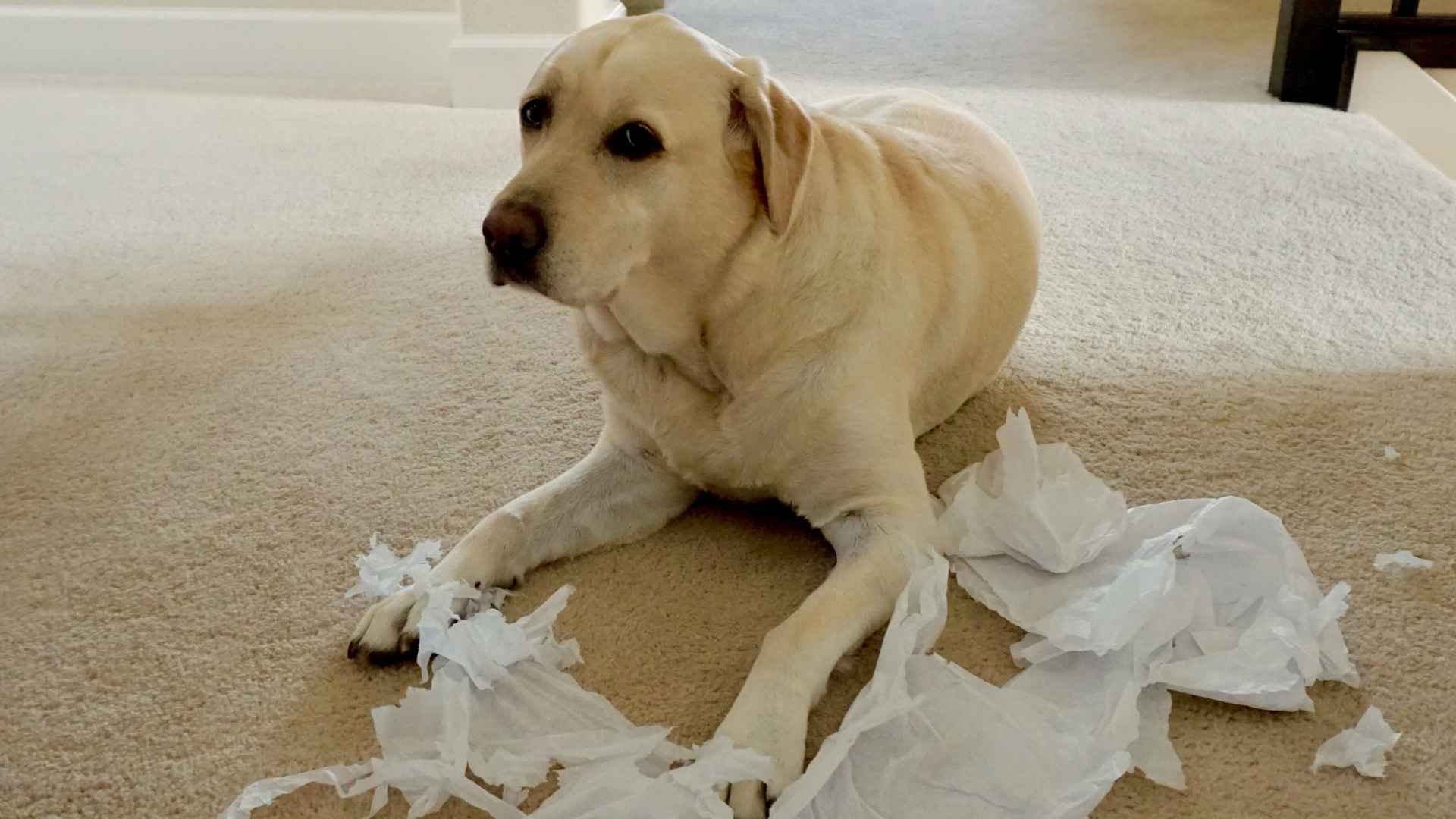 7 Most Clumsy Dog Breeds Known for Their Goofy Antics
