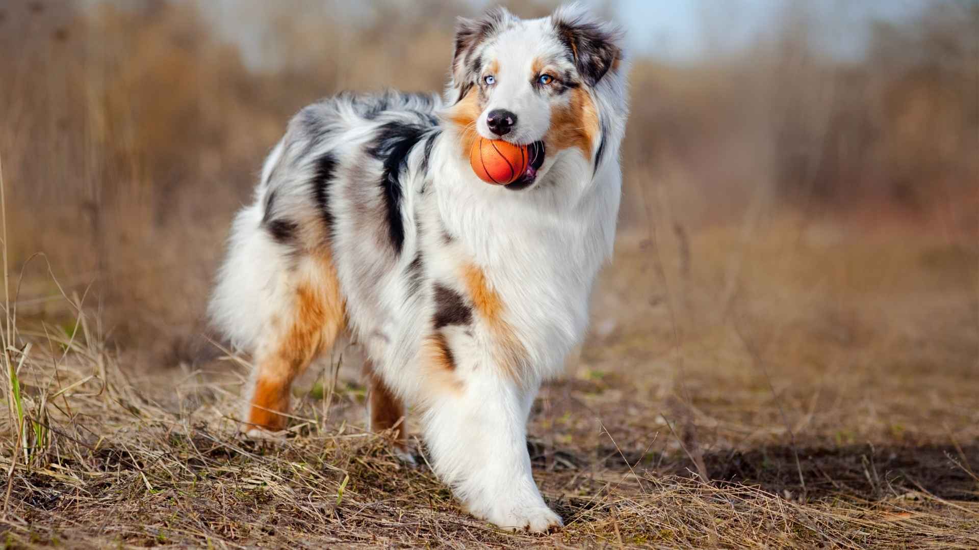 7 Most Colorful Dog Breeds in the World That Turn Heads