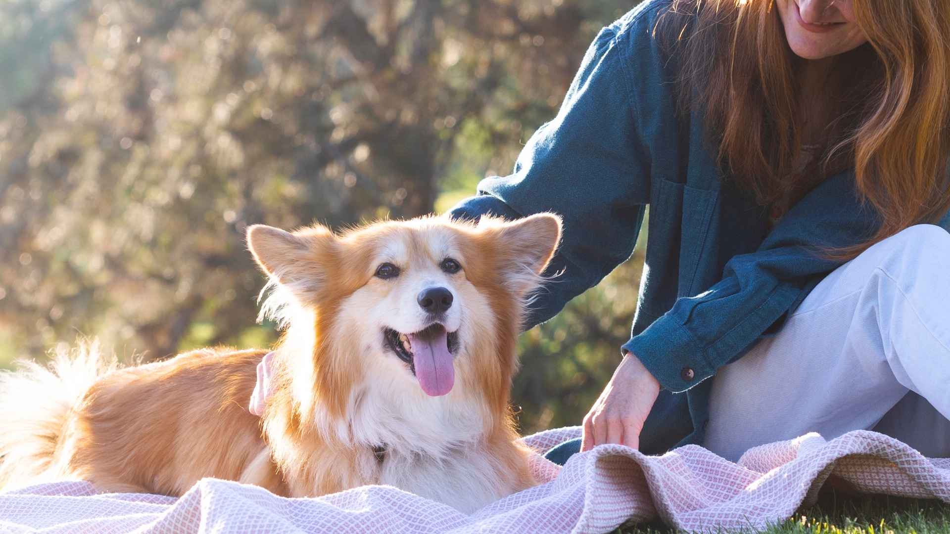7 Most Comedic Dog Breeds That Will Keep You Laughing