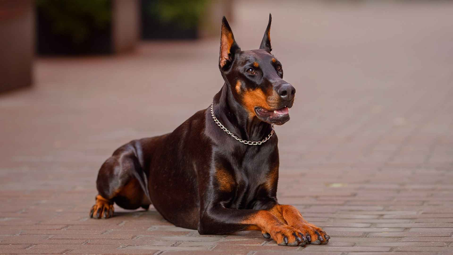 7 Most Confident Dog Breeds That Are Brave, Bold, And Loyal