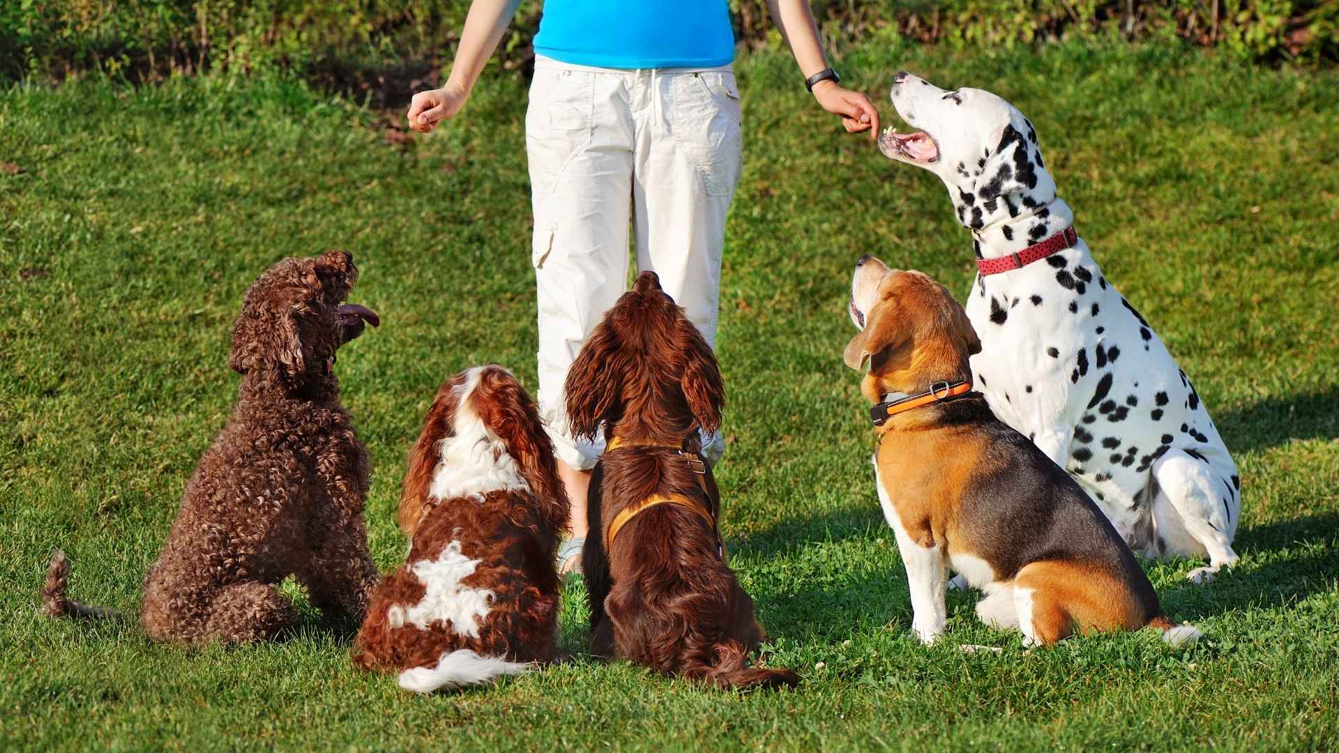 7 Most Cooperative Dog Breeds for Families and Calm Homes