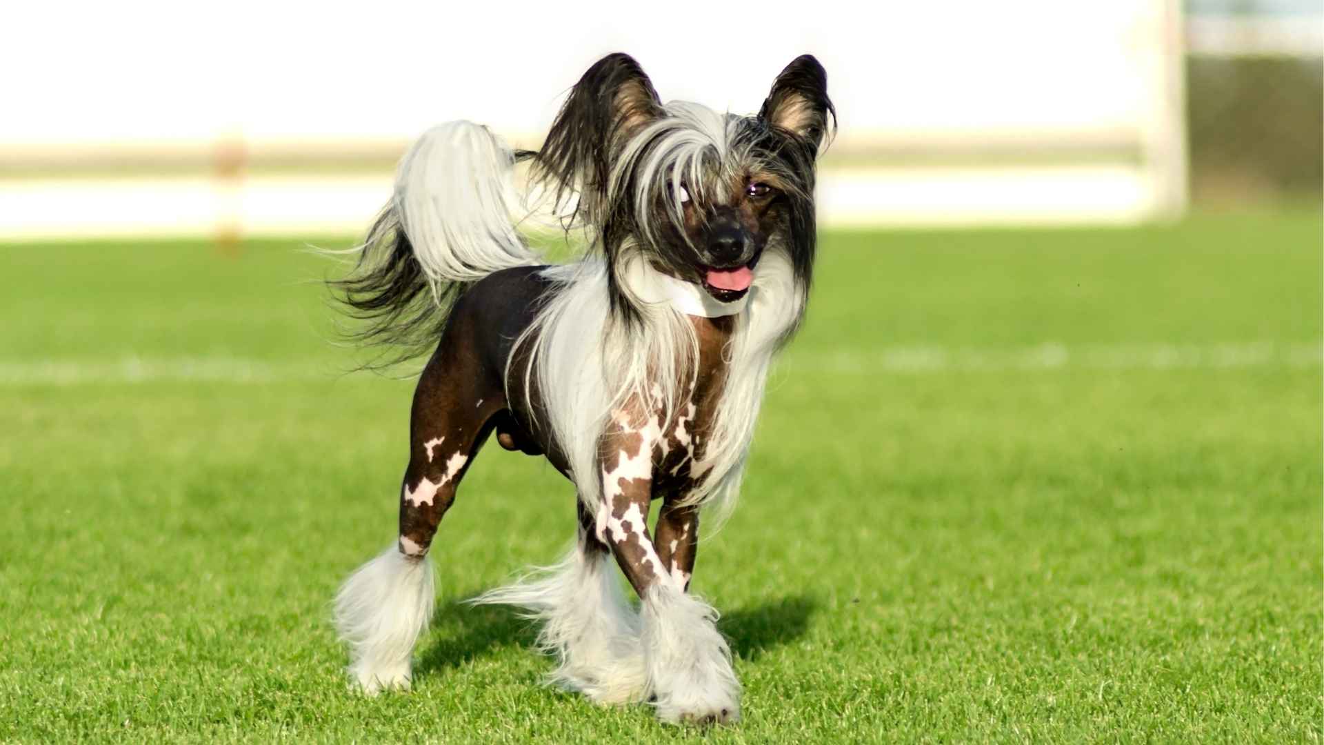 7 Most Crazy Dog Breeds: The Unique Ones