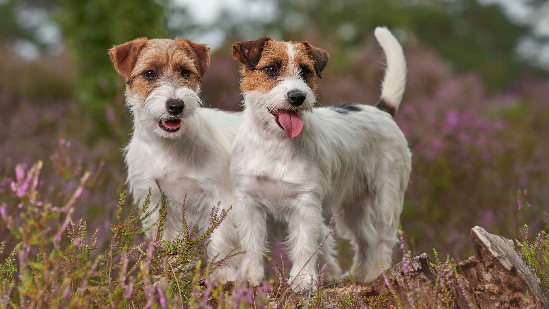 7 Most Curious Dog Breeds on Earth Born To Amaze