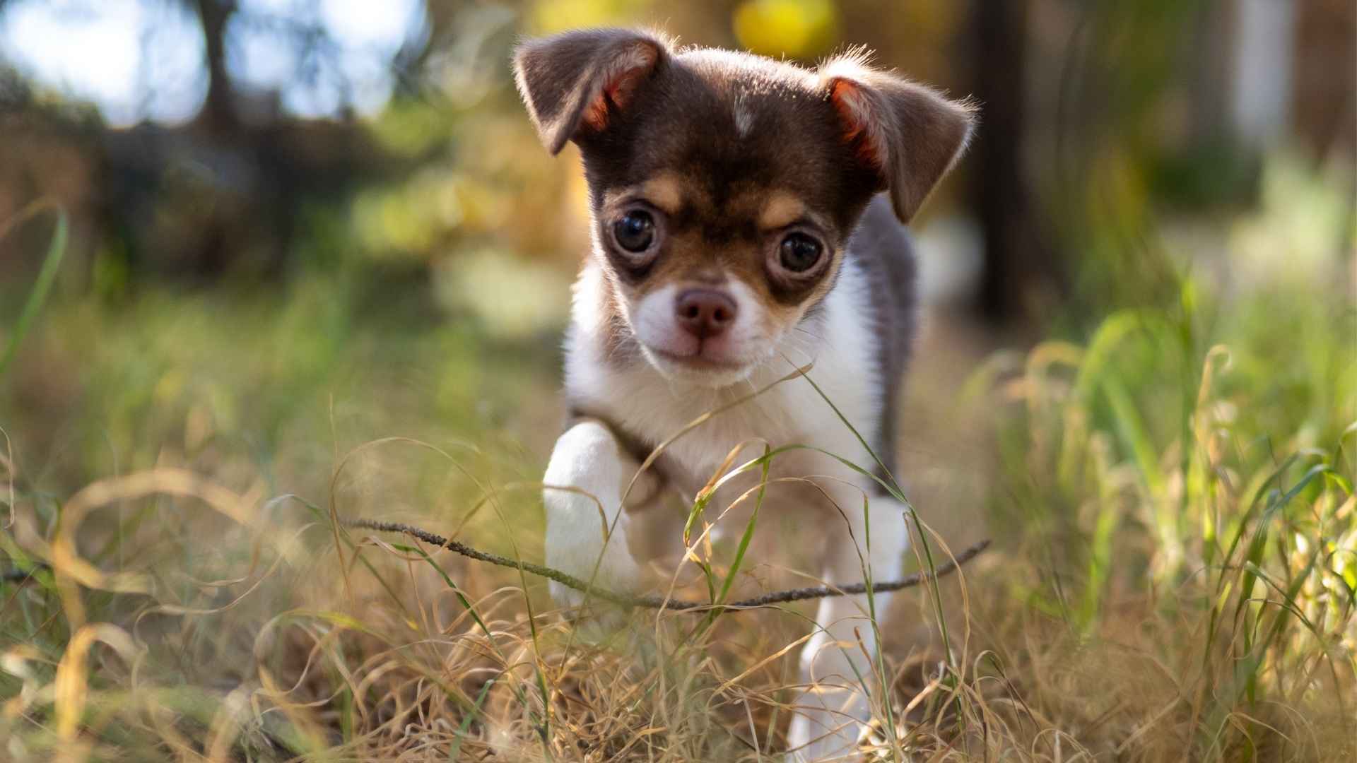 7 Most Curious Small Dog Breeds That Love to Investigate