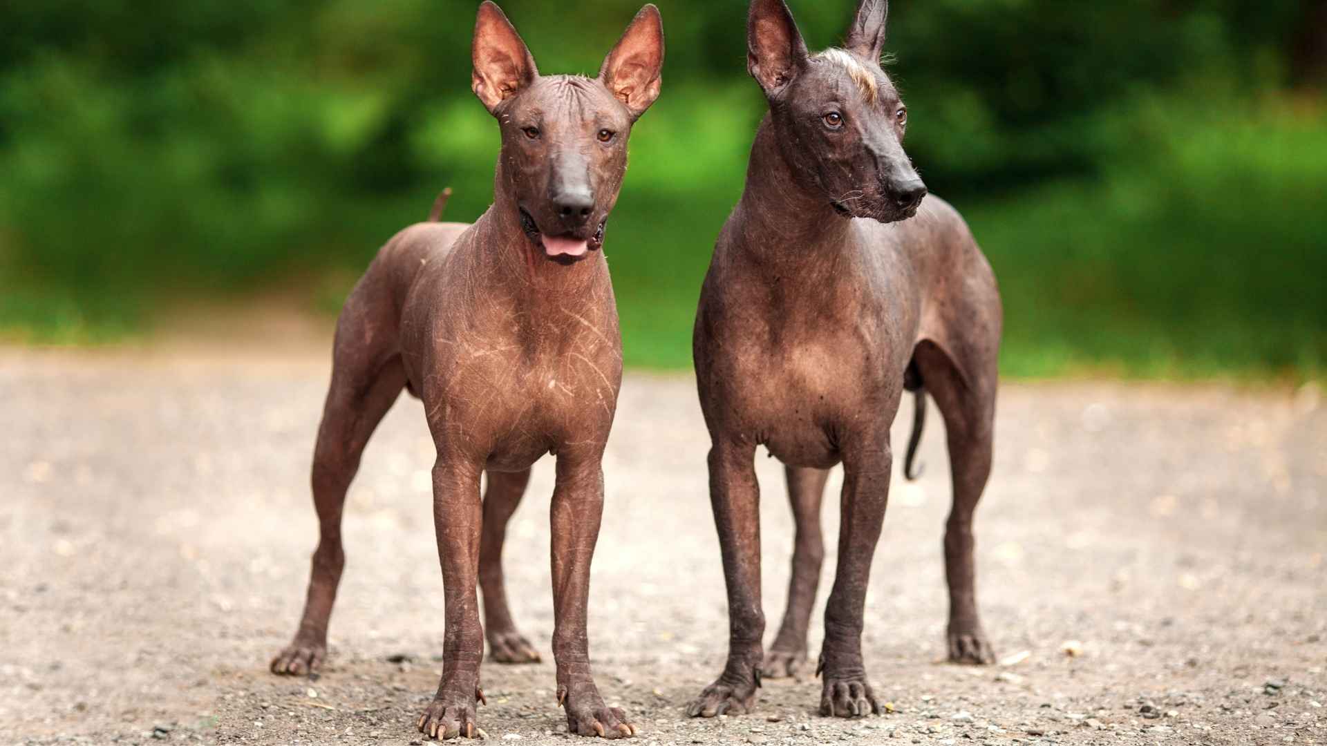 7 Most Distinctive Dog Breeds We Can't Help but Love